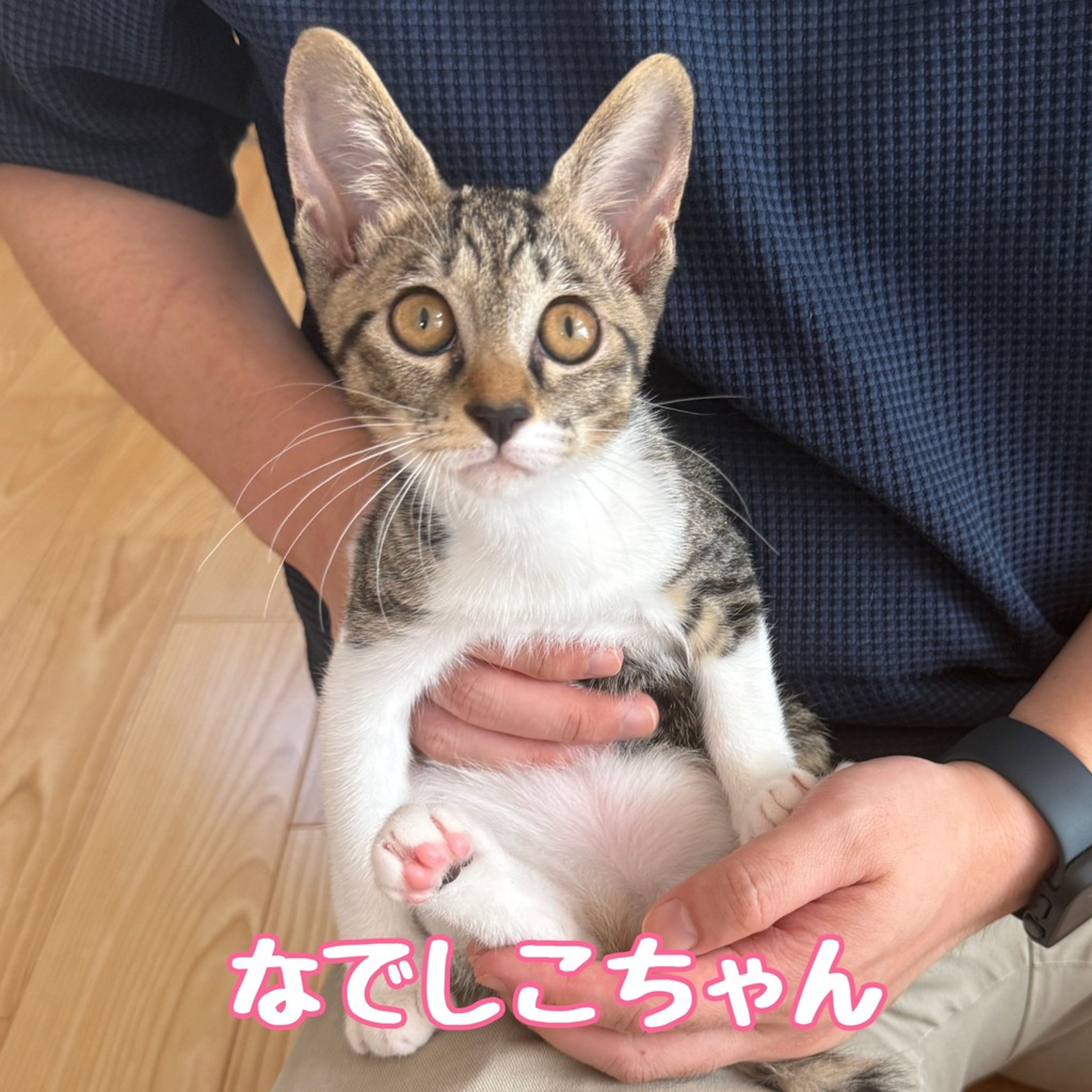 雑種（ミックス猫）・メスの里親募集の写真