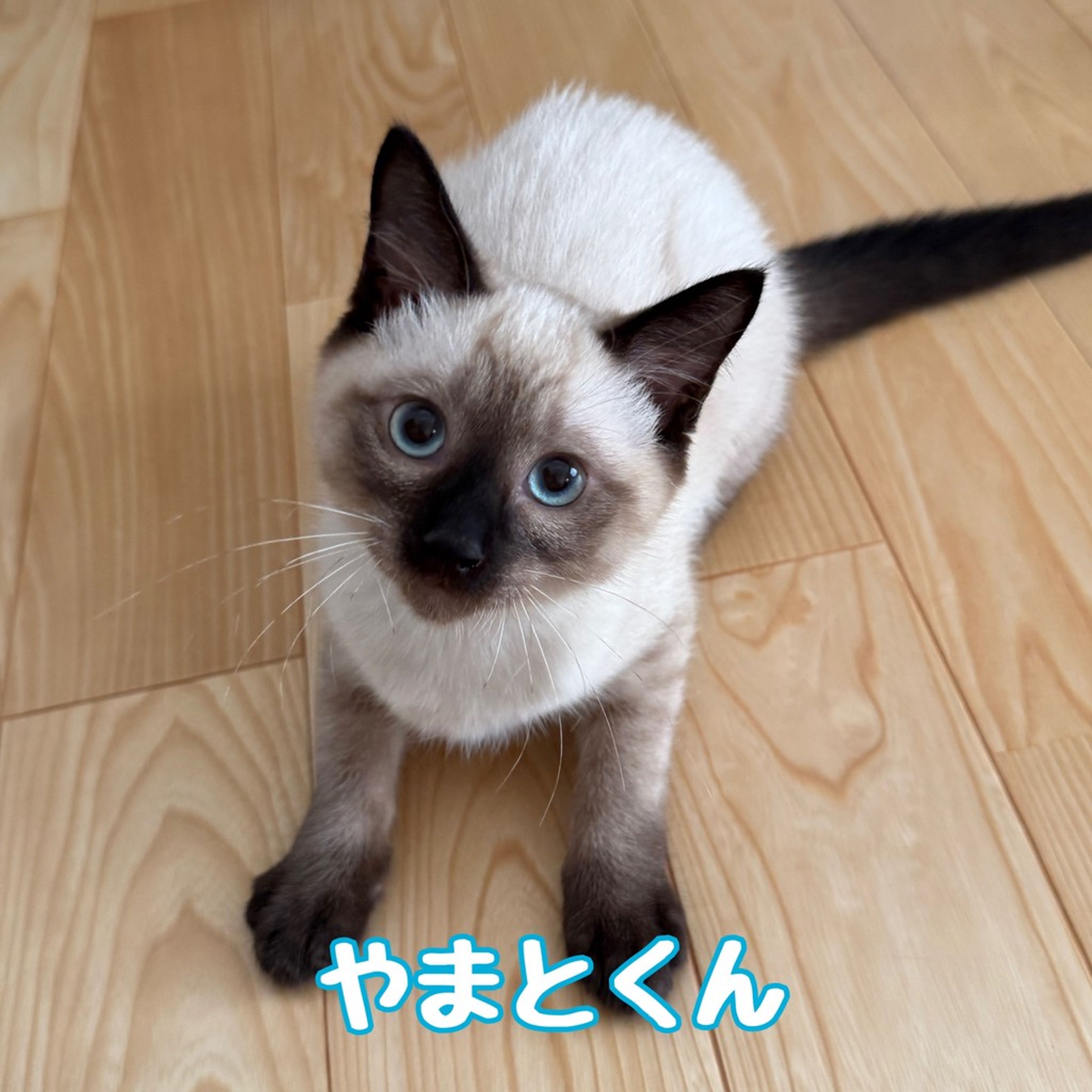 雑種（ミックス猫）・オスの里親募集の写真