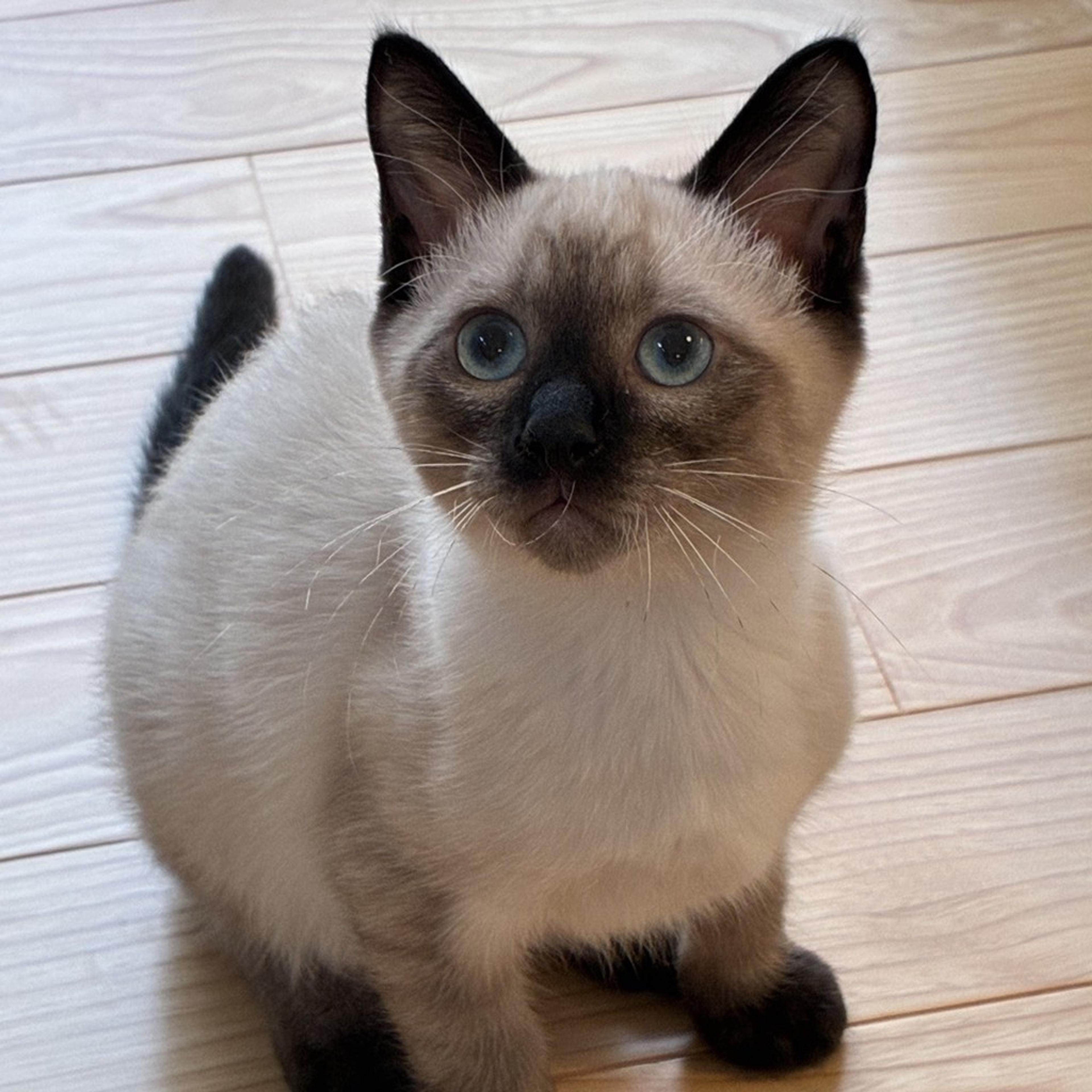 pet-image-2