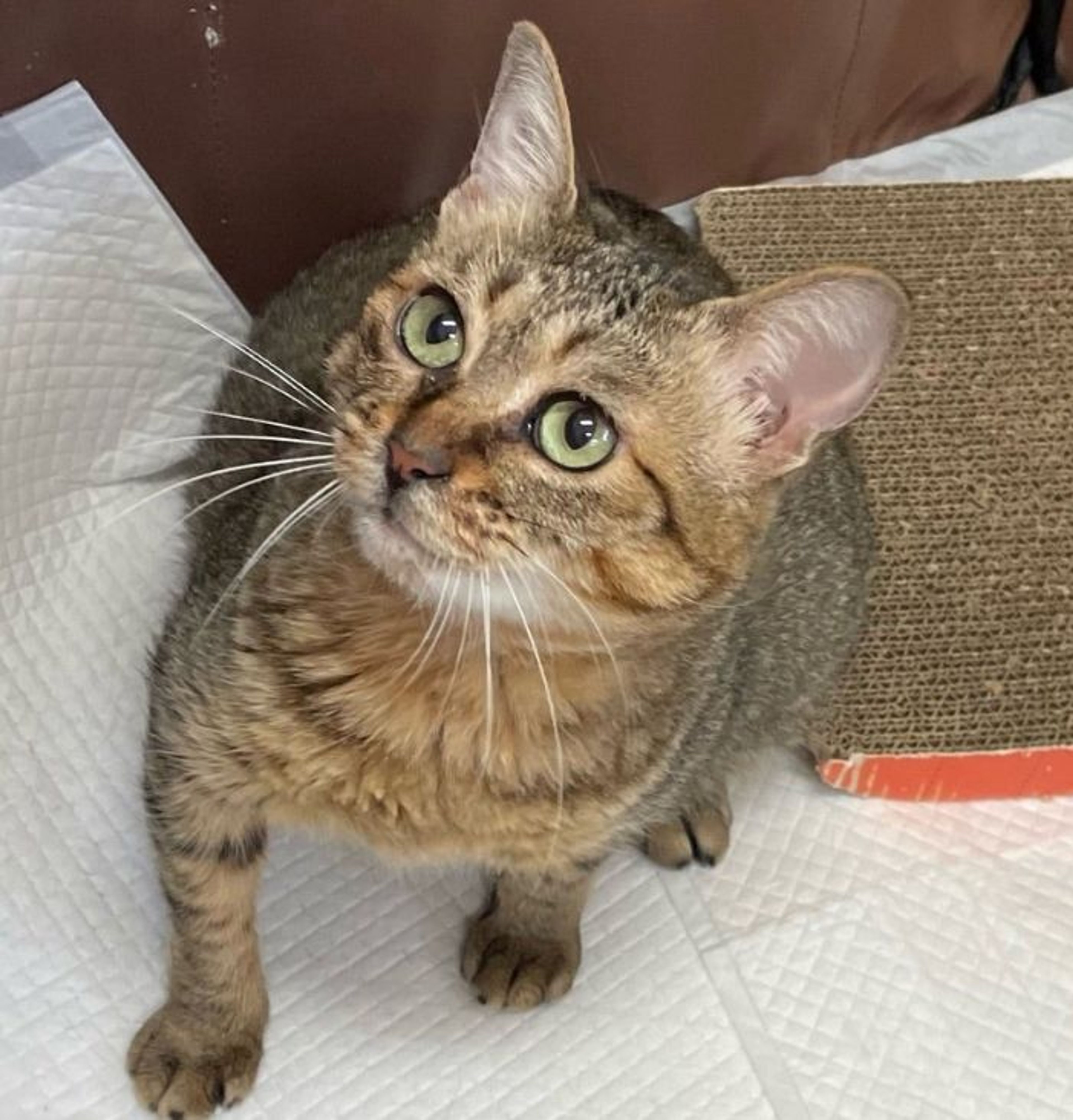 雑種（ミックス猫）・メスの里親募集の写真