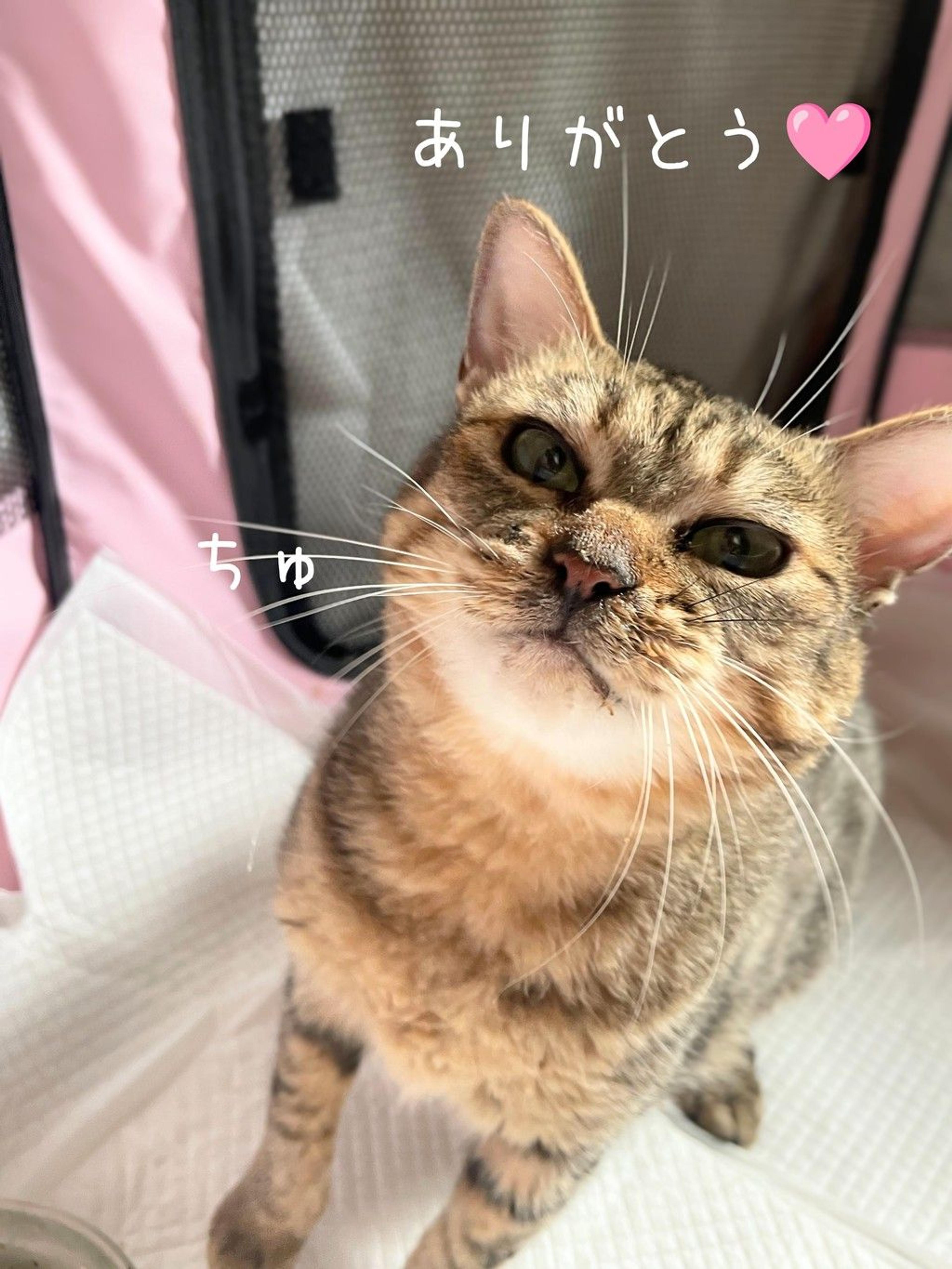 pet-image-3