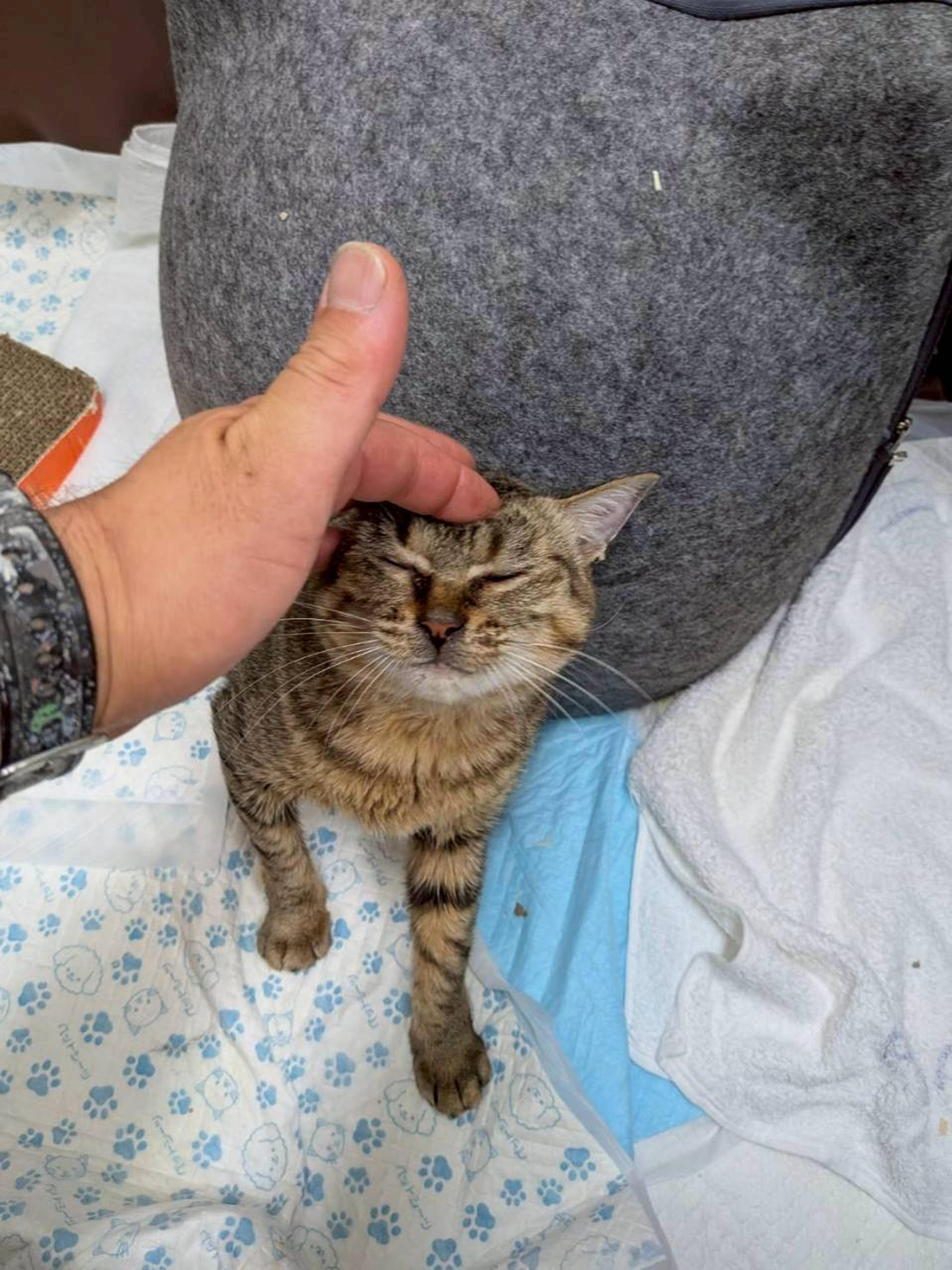 pet-image-4