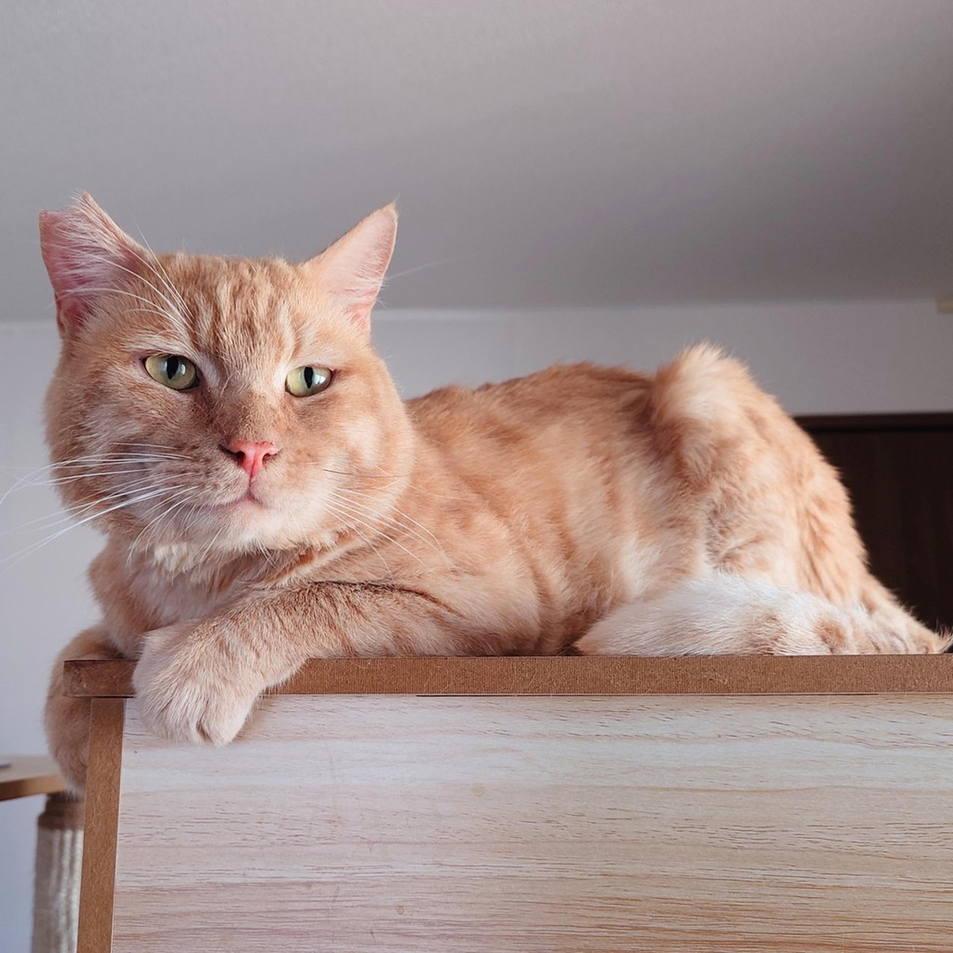 pet-image-2