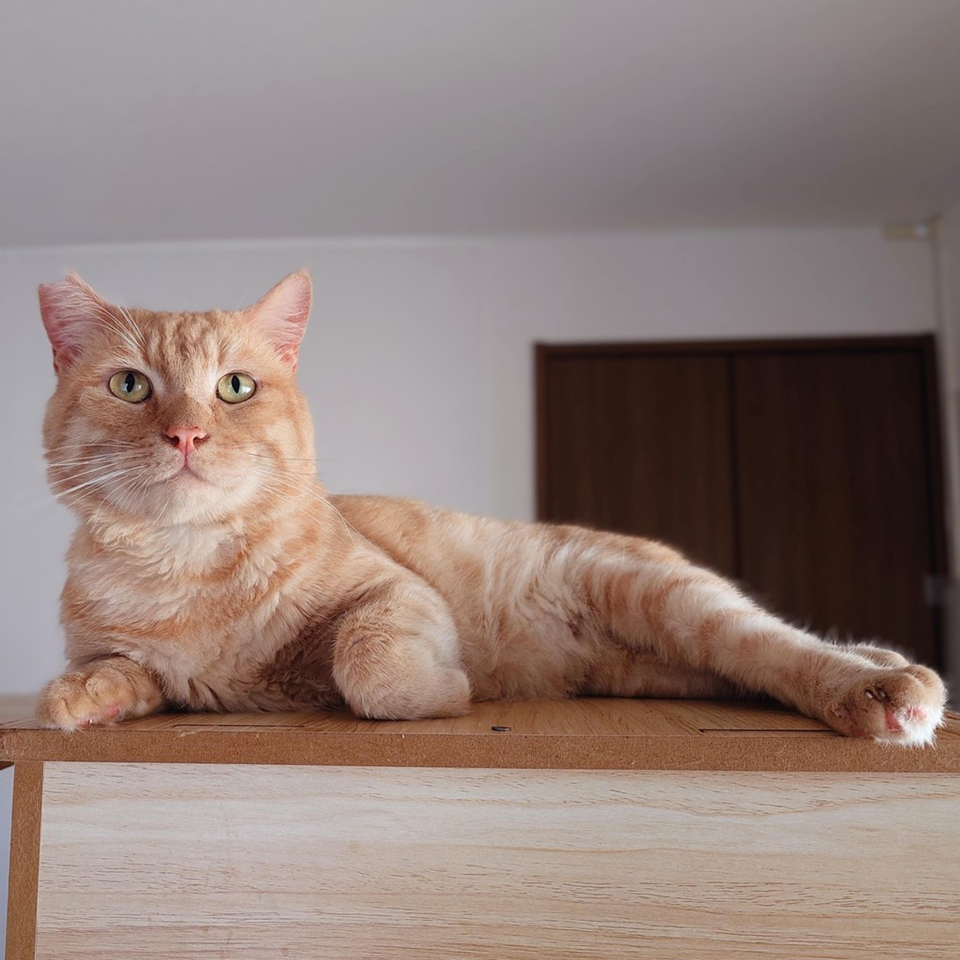 pet-image-4