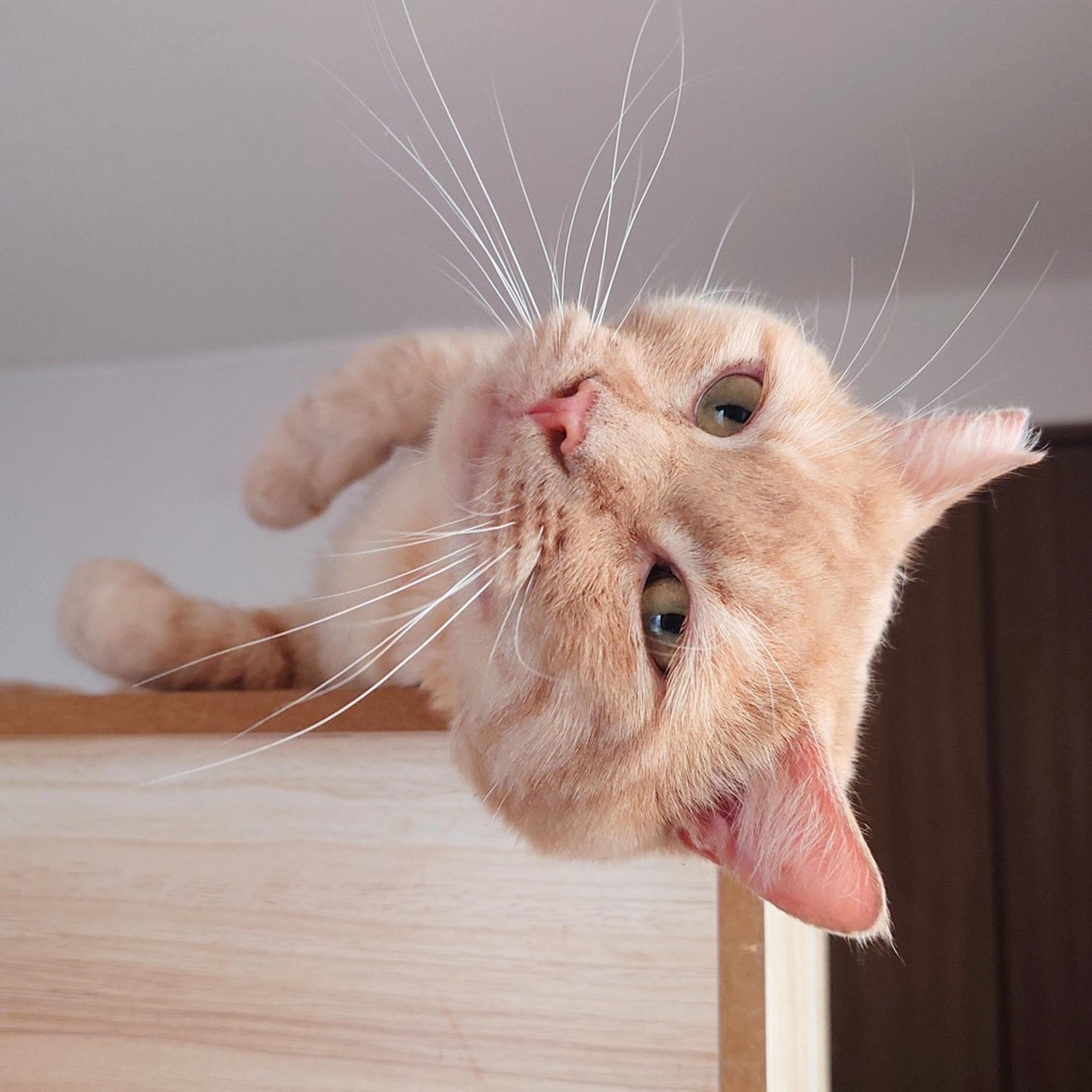 pet-image-5