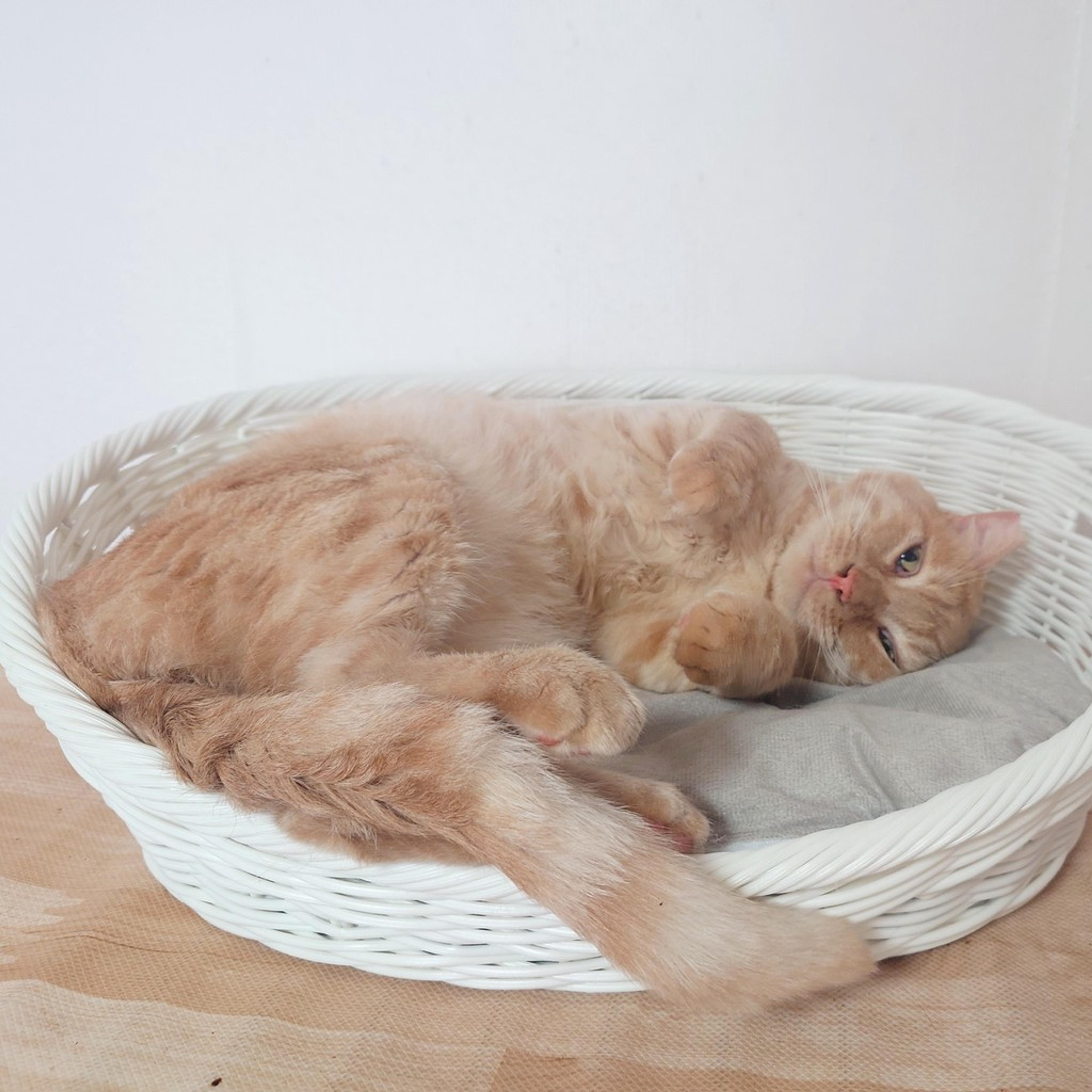pet-image-6