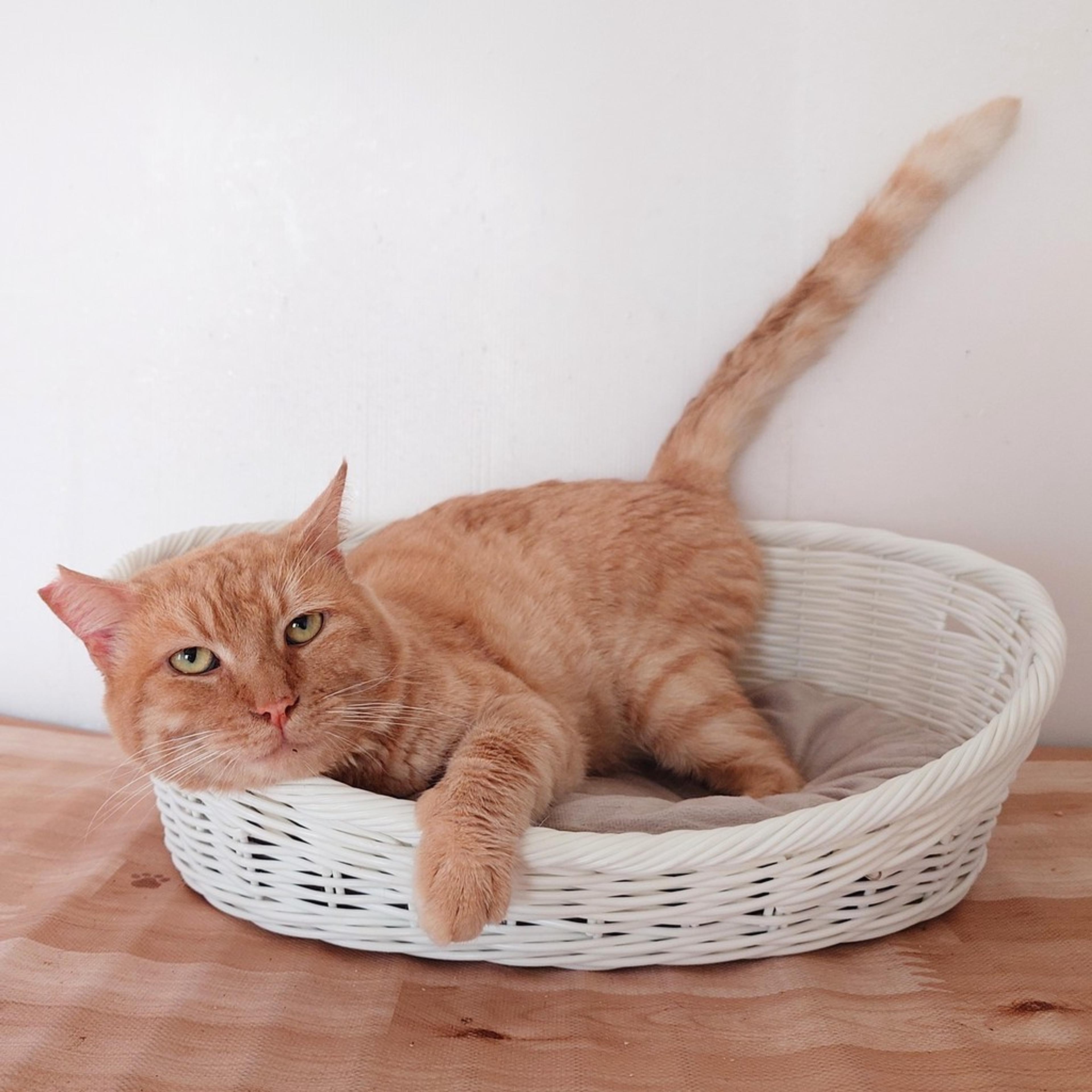 pet-image-7