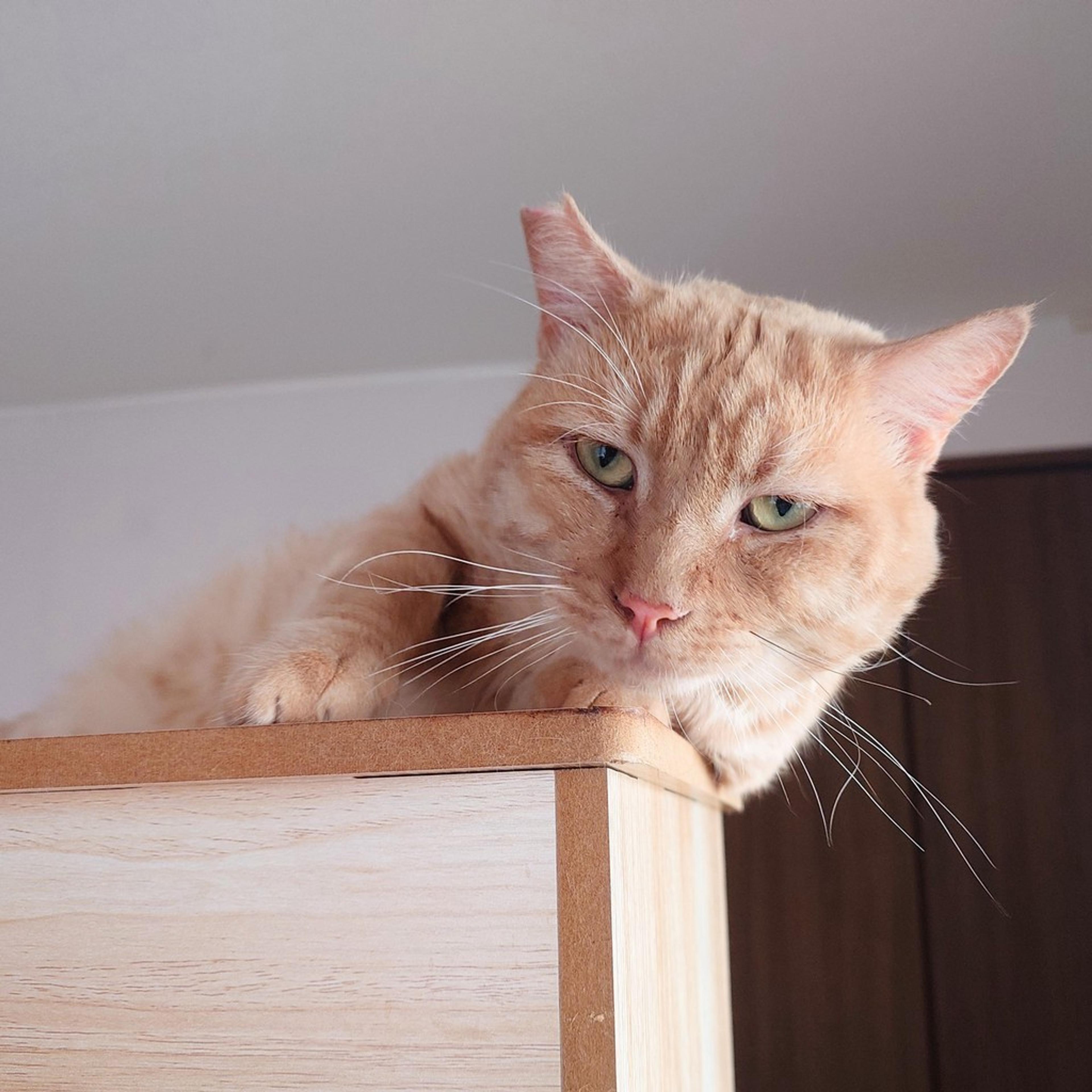 pet-image-8