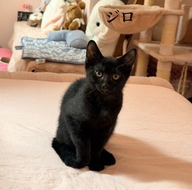 黒猫のジロくんの写真
