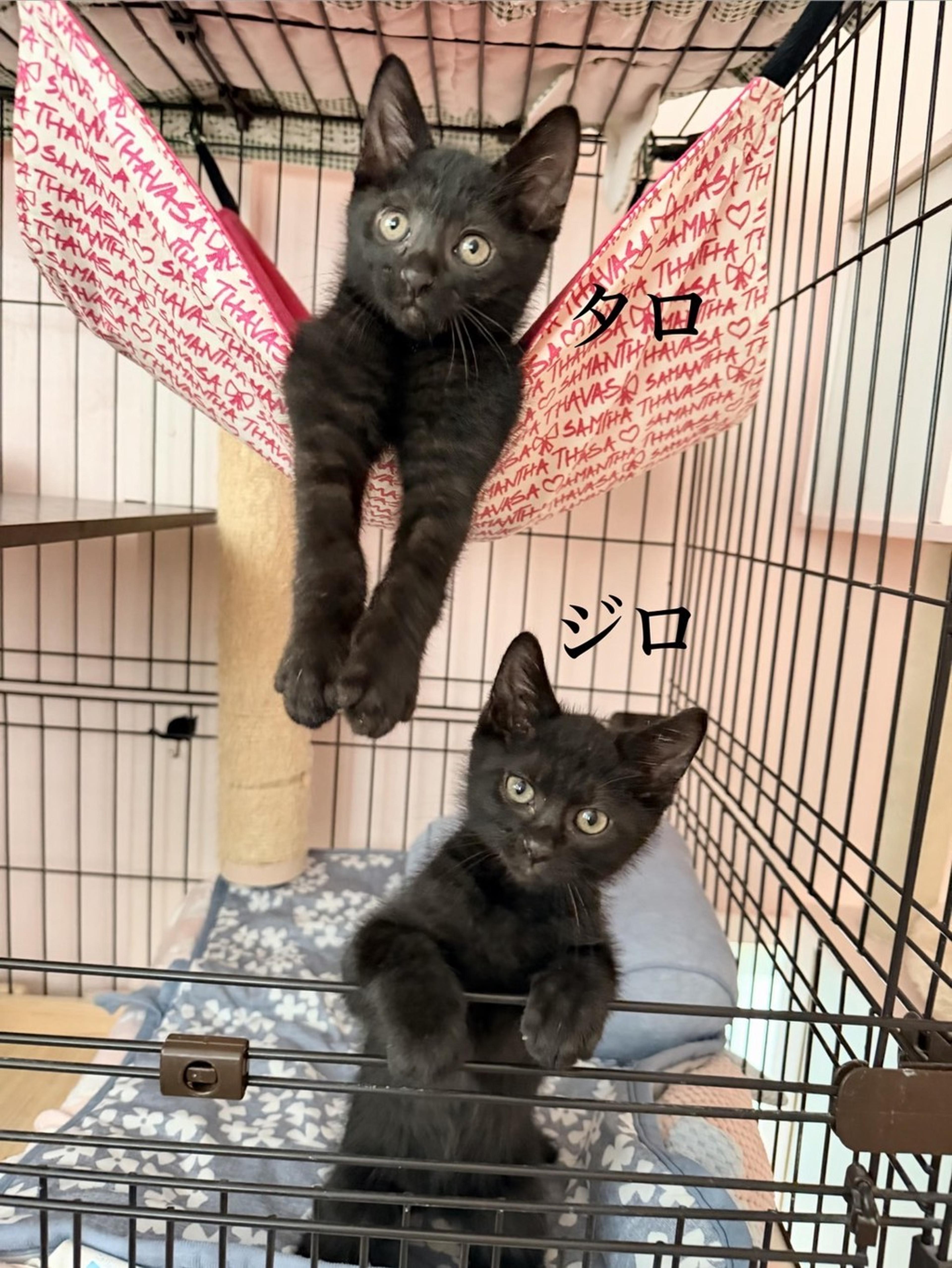 pet-image-4