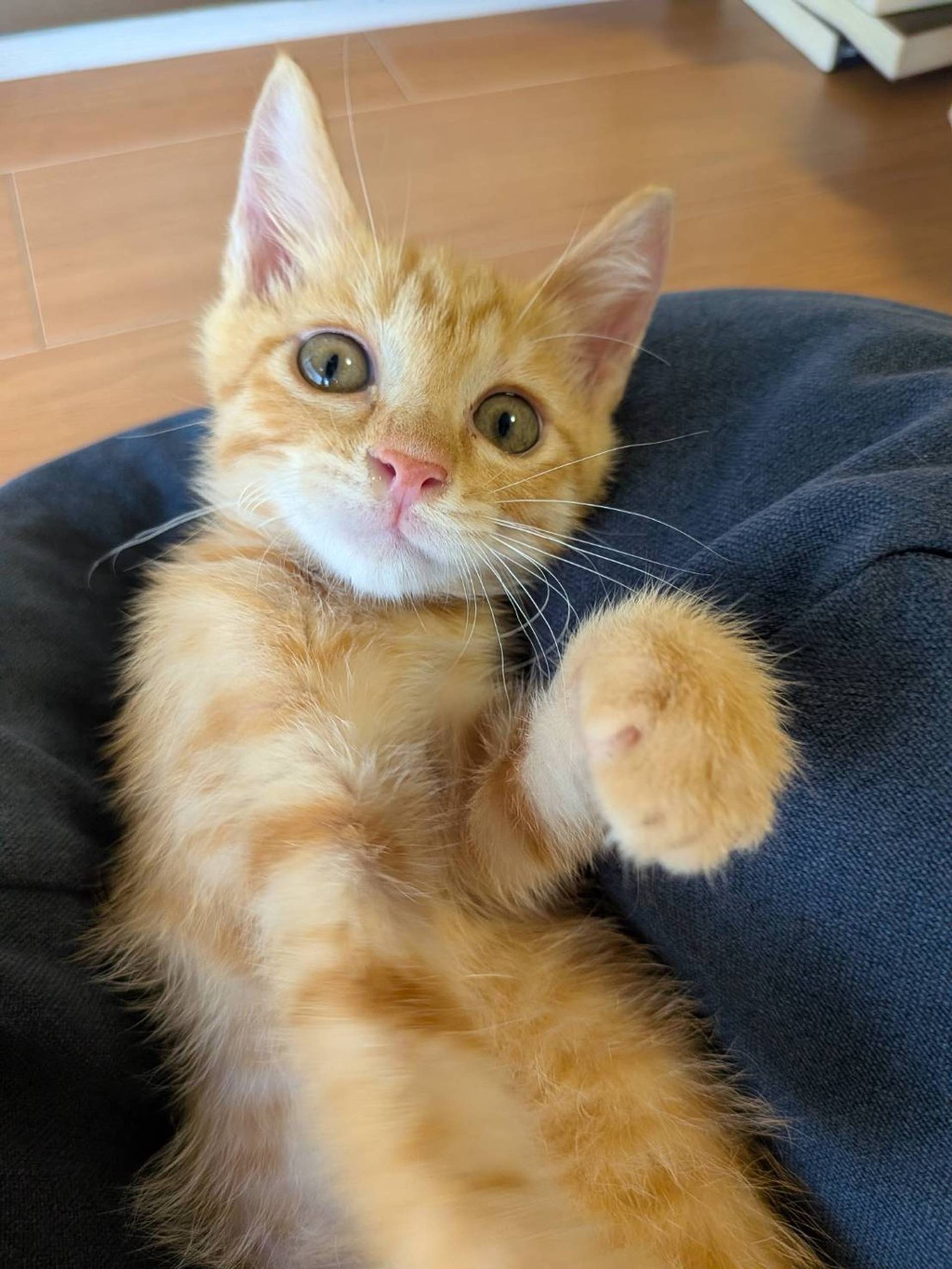 雑種（ミックス猫）・オスの里親募集の写真
