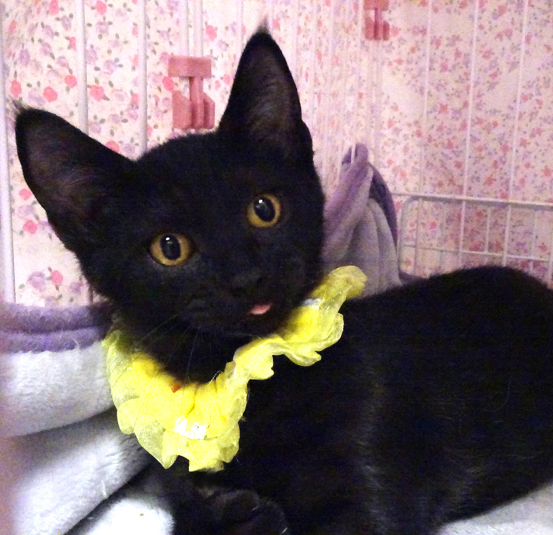 pet-image-2