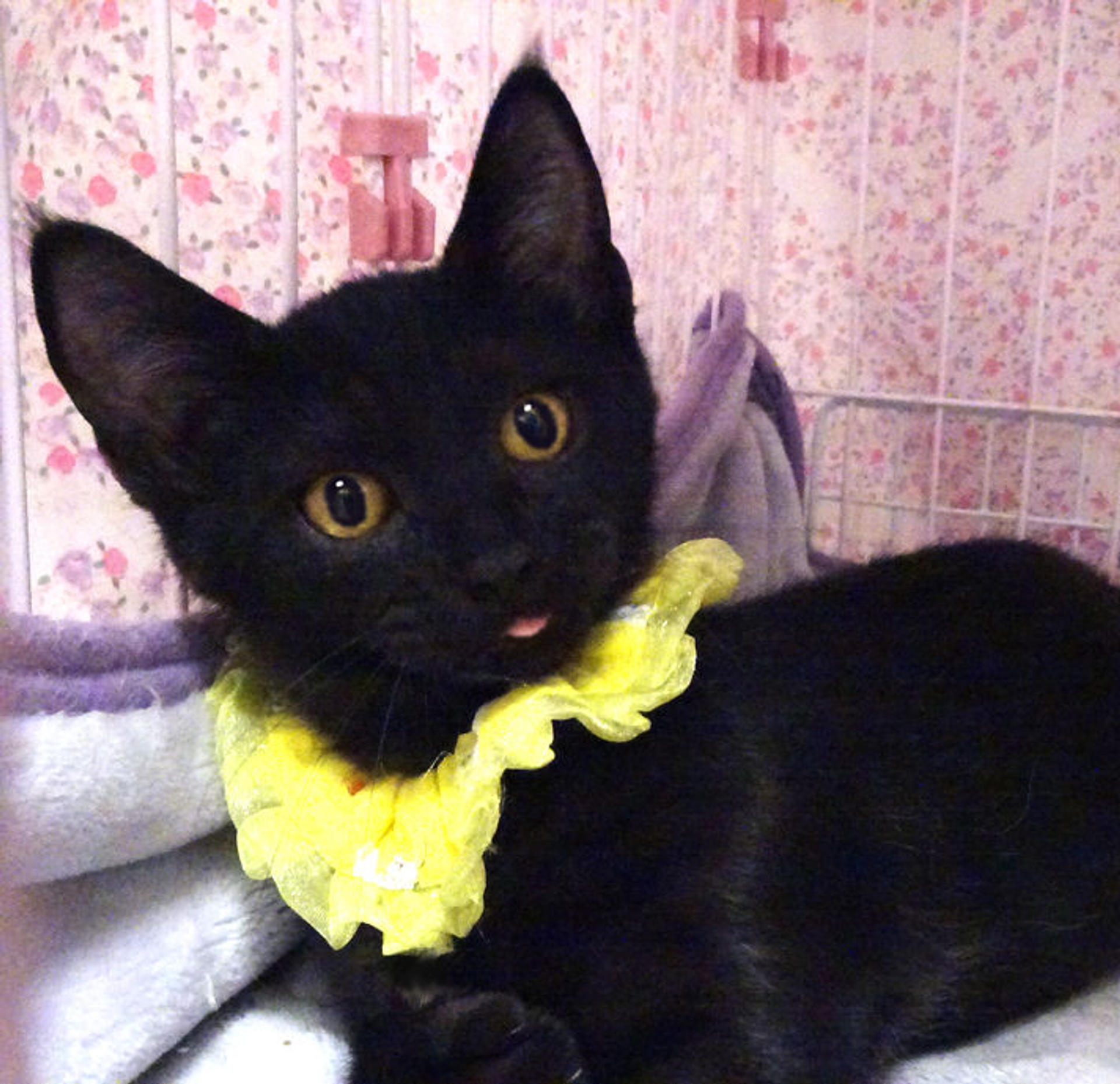 pet-image-2