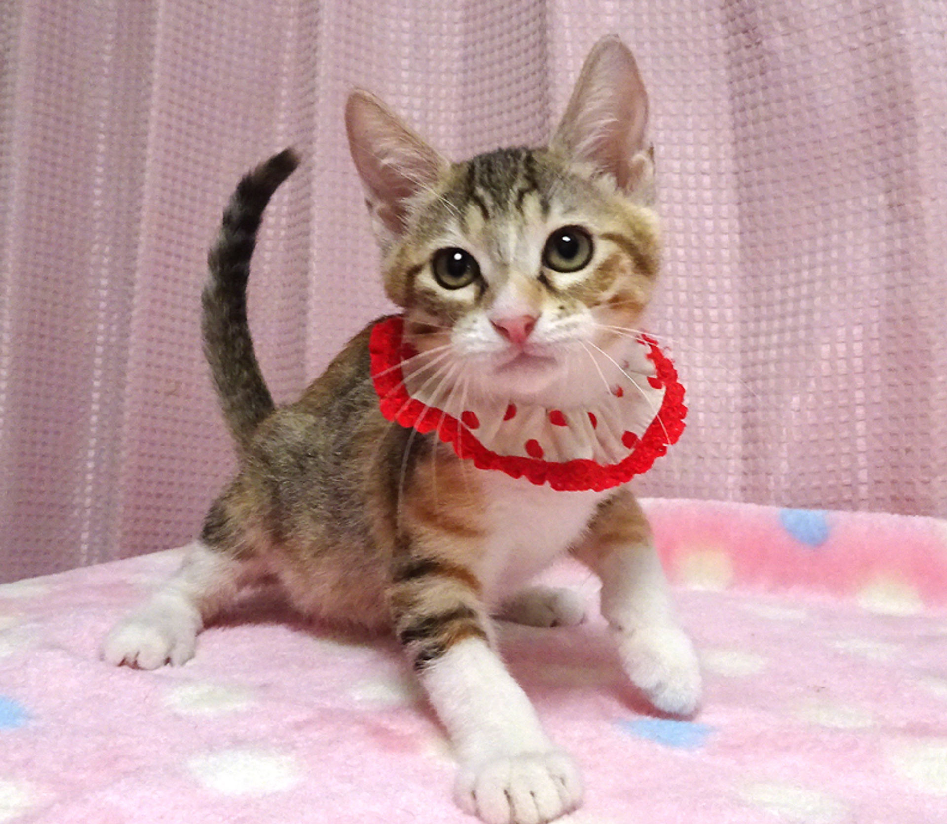 雑種（ミックス猫）・メスの里親募集の写真