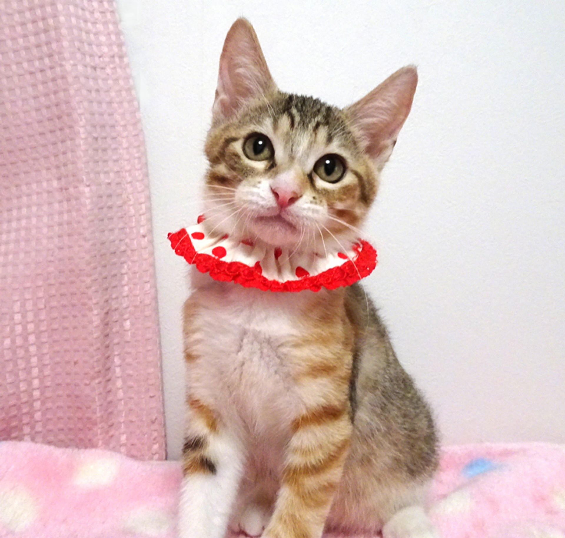pet-image-3