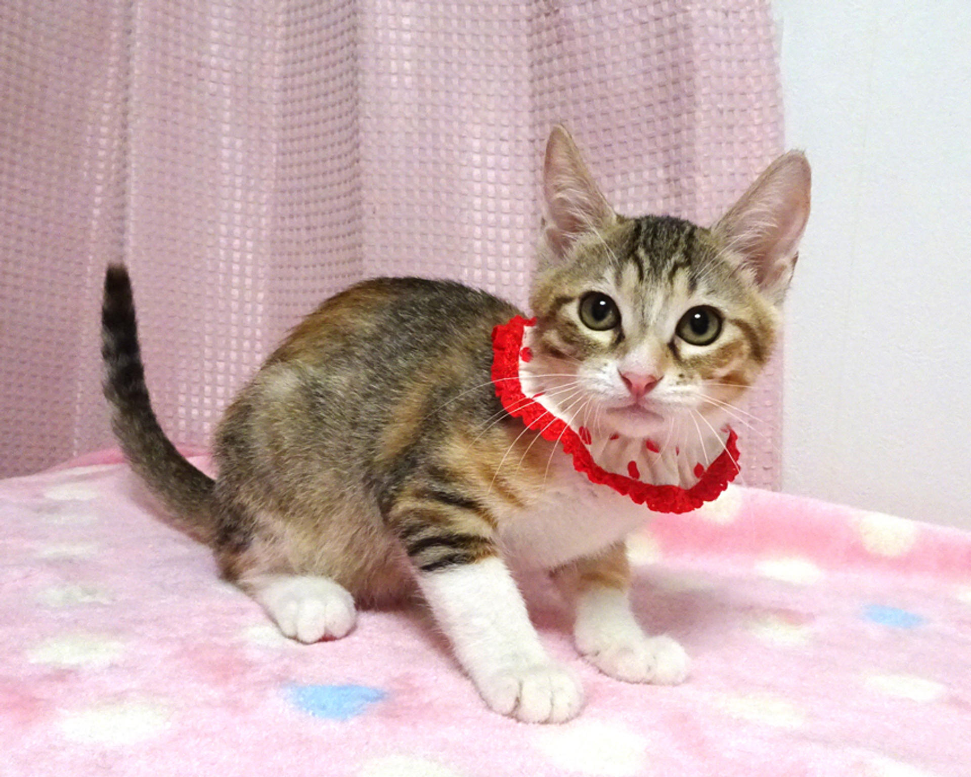 pet-image-4