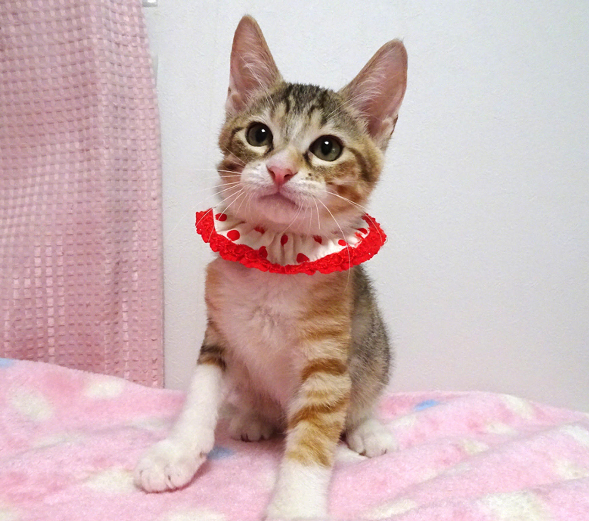 pet-image-5