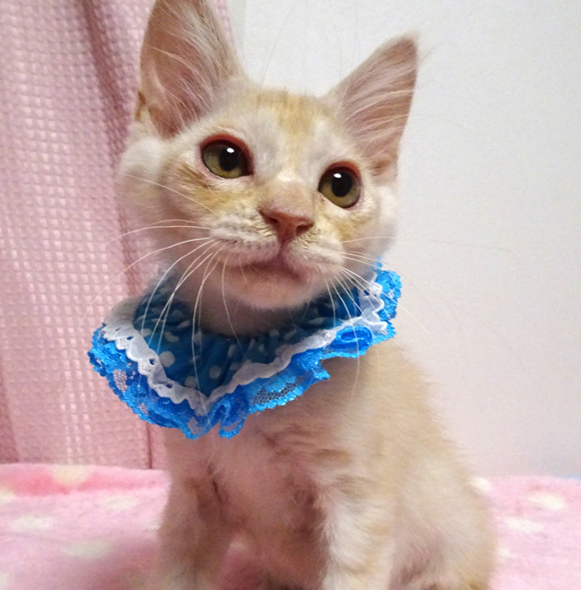 雑種（ミックス猫）・オスの里親募集の写真