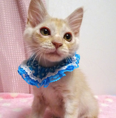 マカロンくんの写真