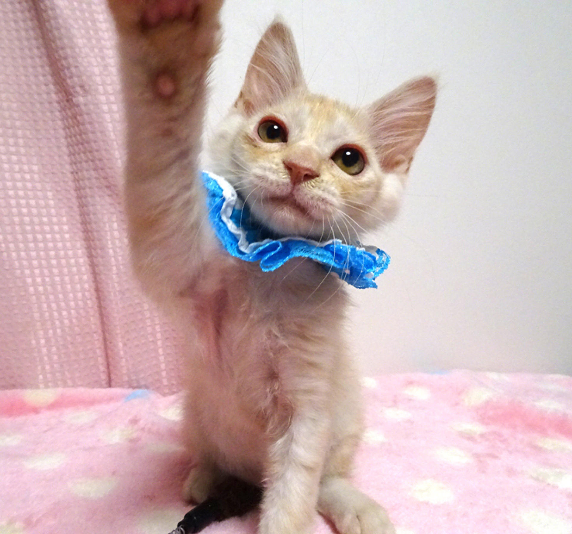 pet-image-2