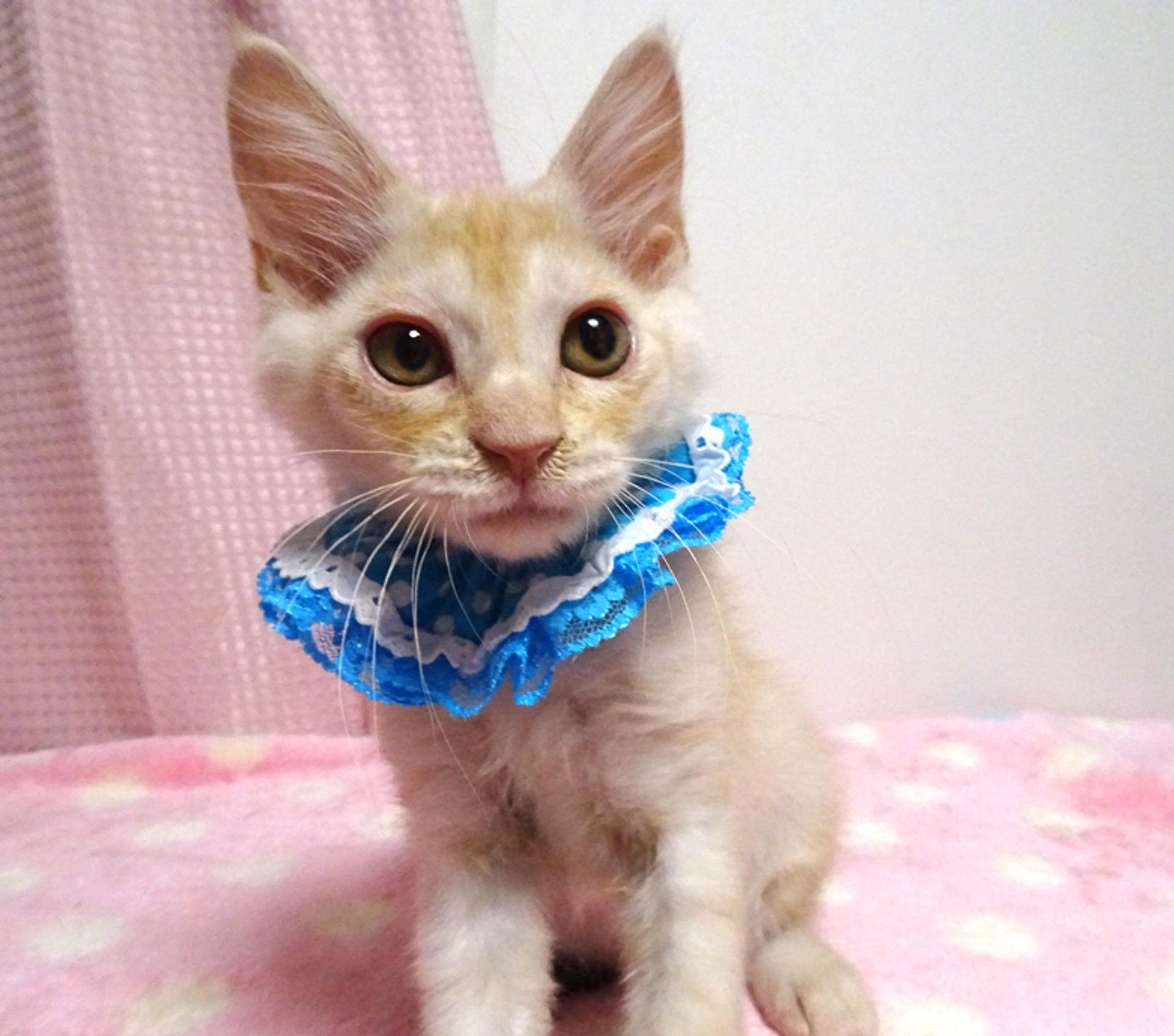 pet-image-3