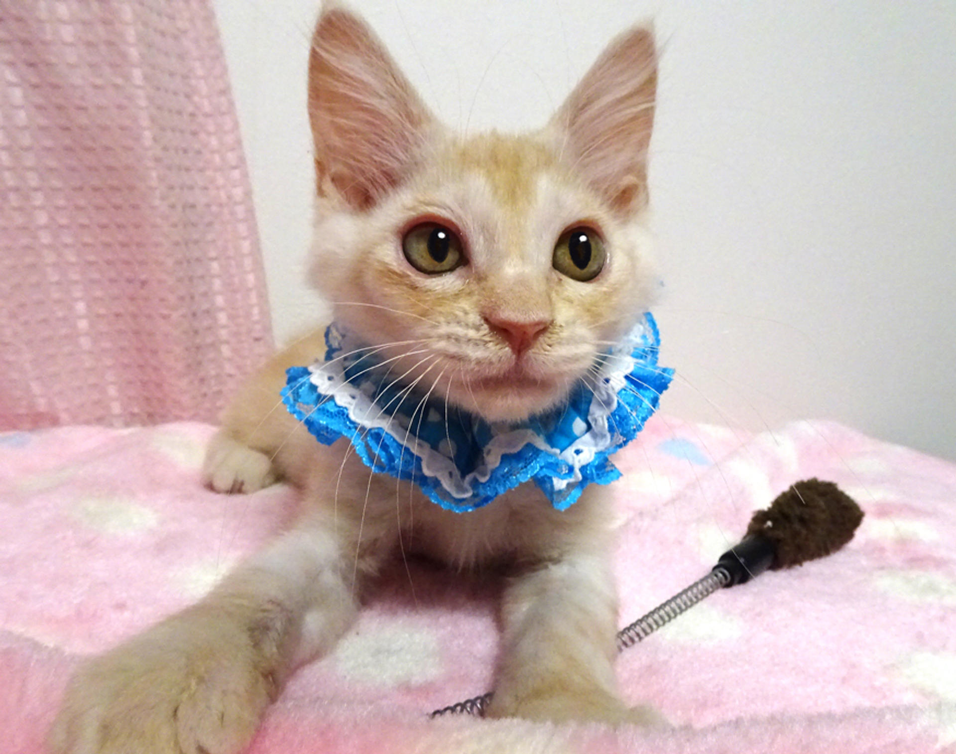pet-image-4