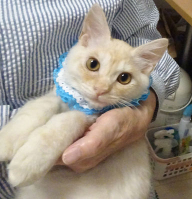 マカロンくんの写真