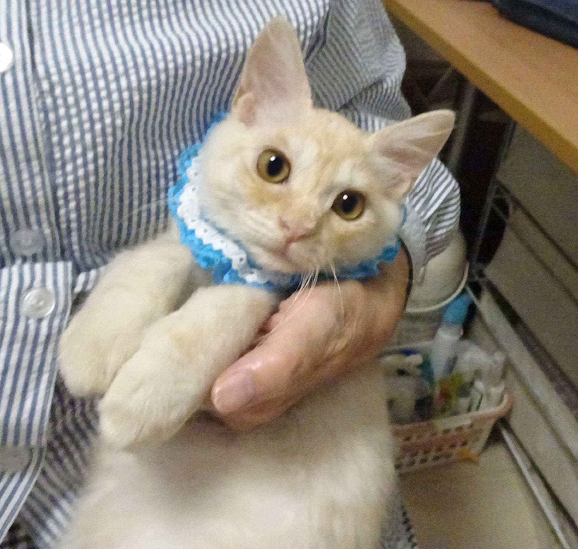 pet-image-3