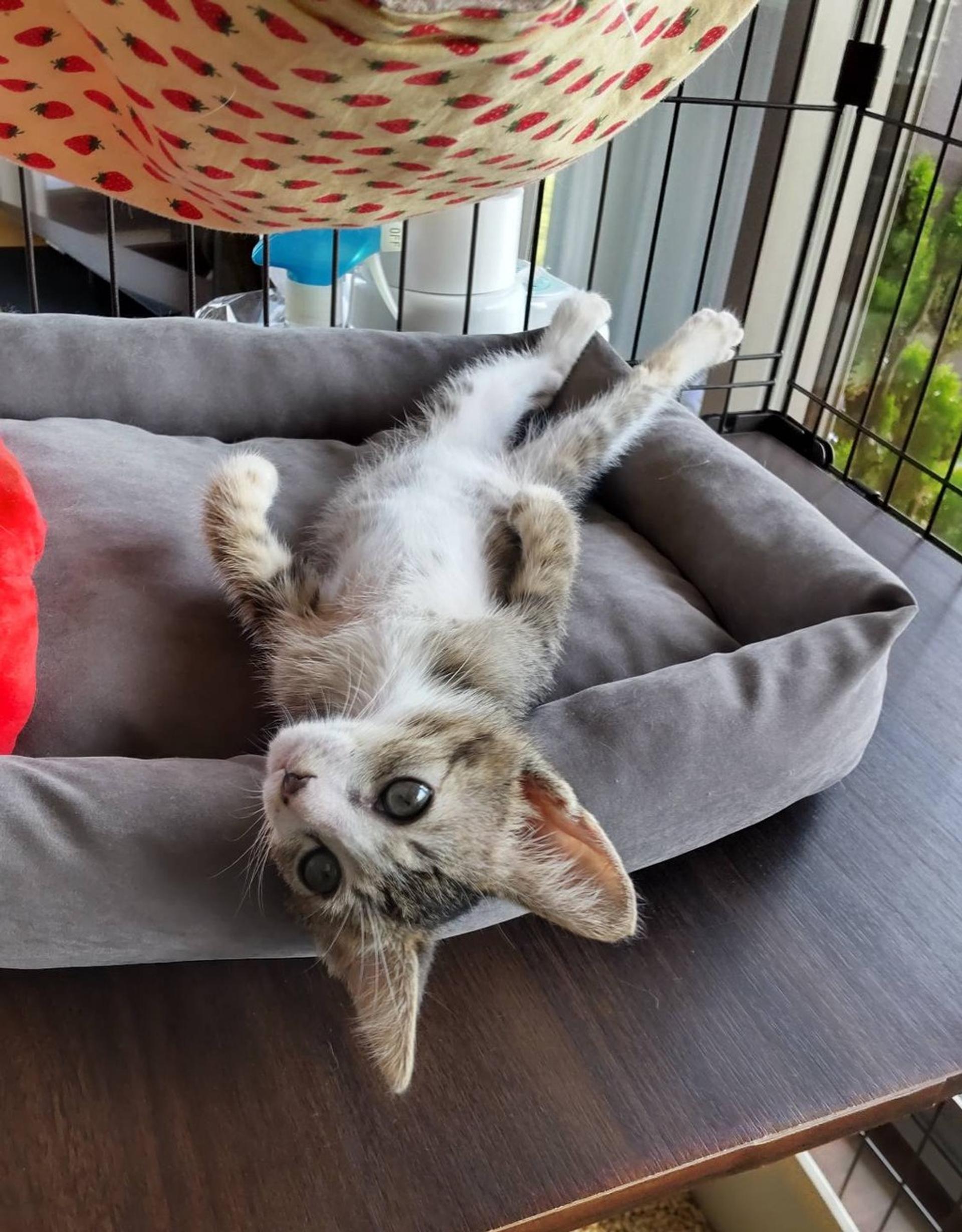 pet-image-3