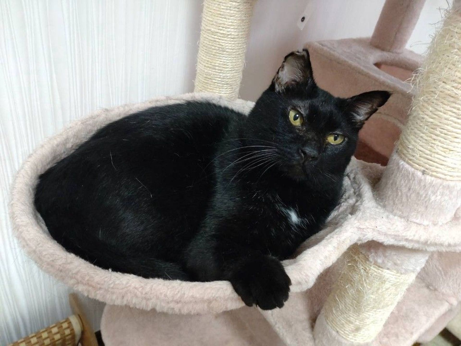 雑種（ミックス猫）・オスの里親募集の写真