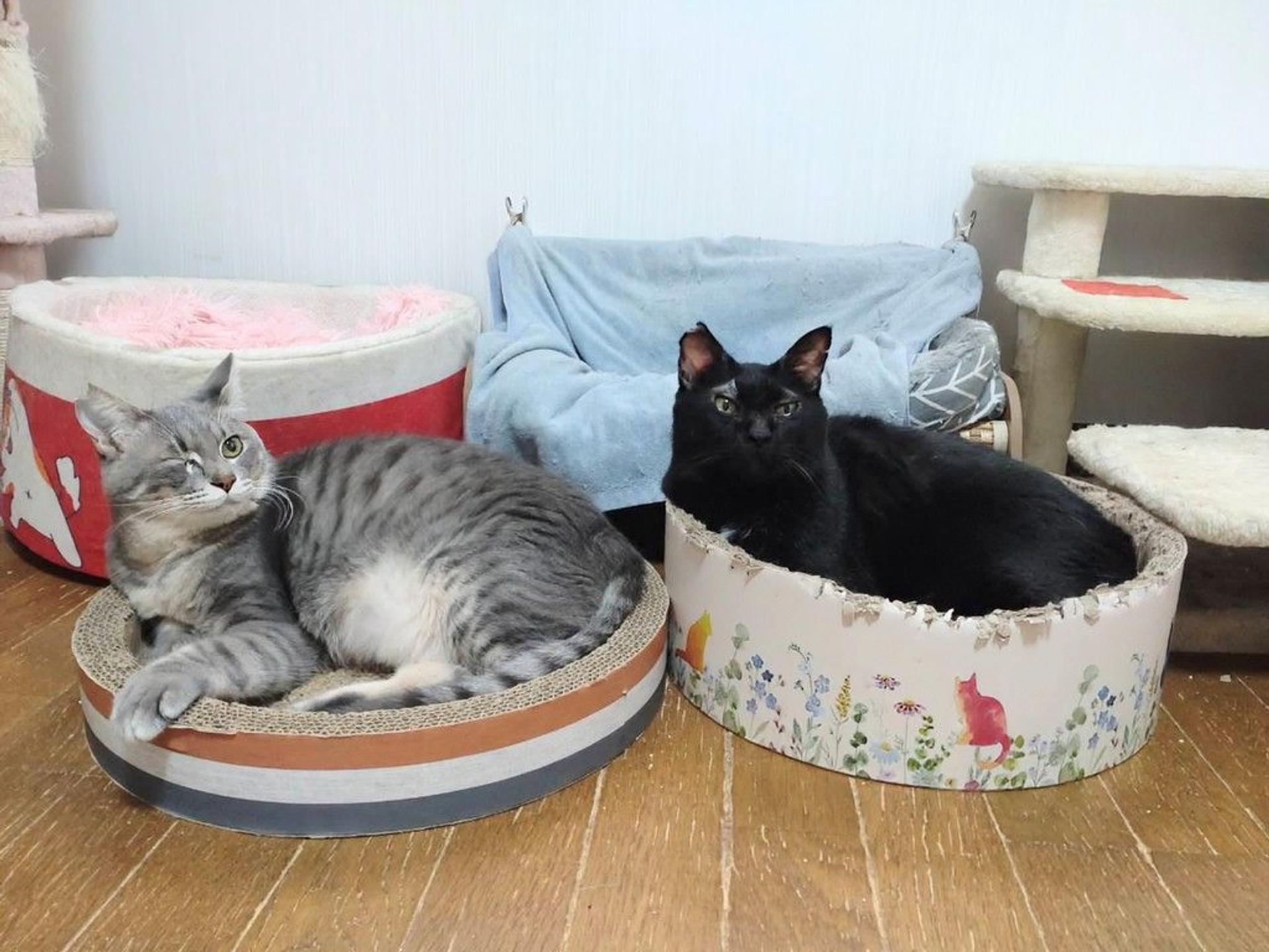 pet-image-3