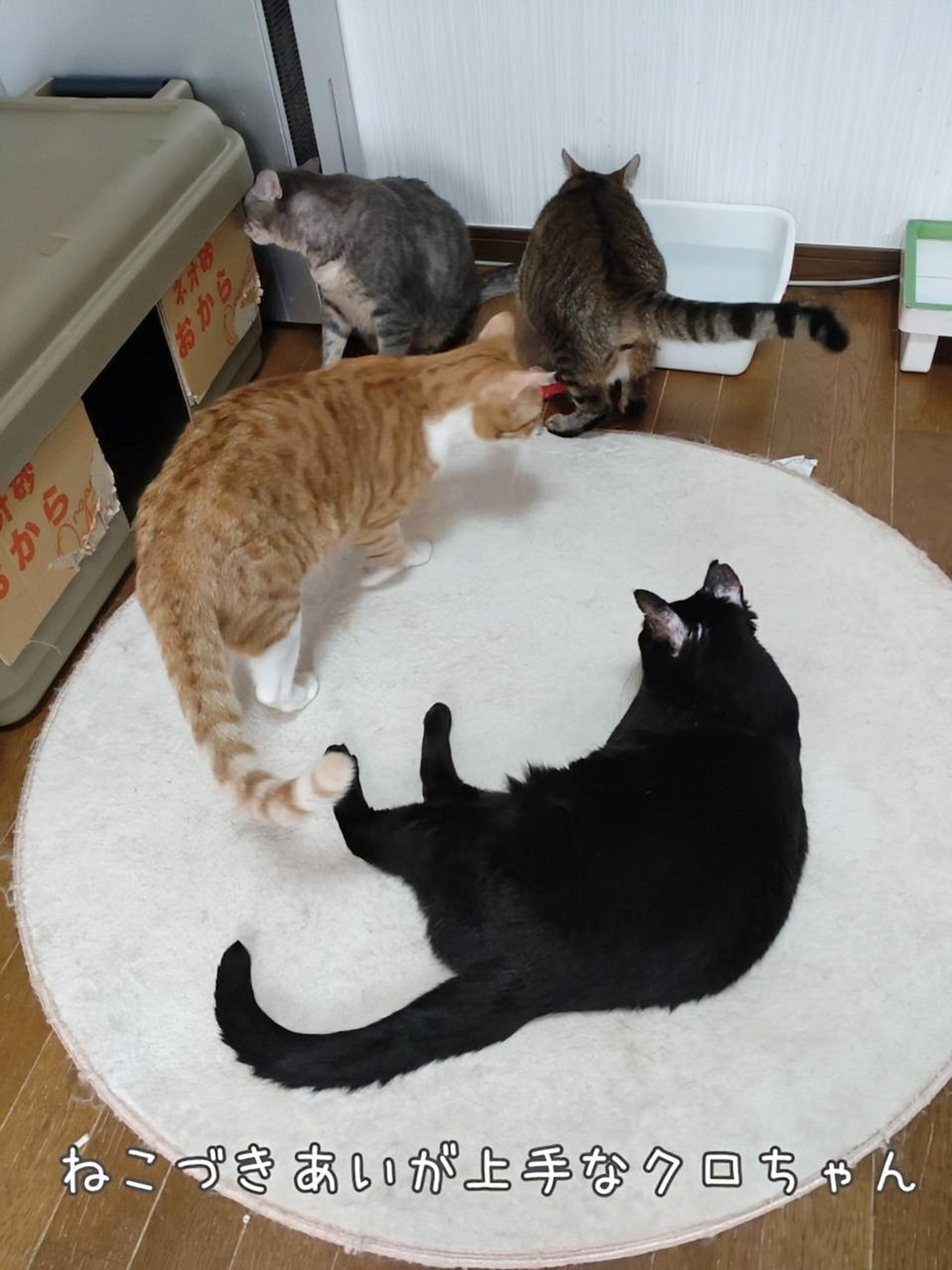 pet-image-4