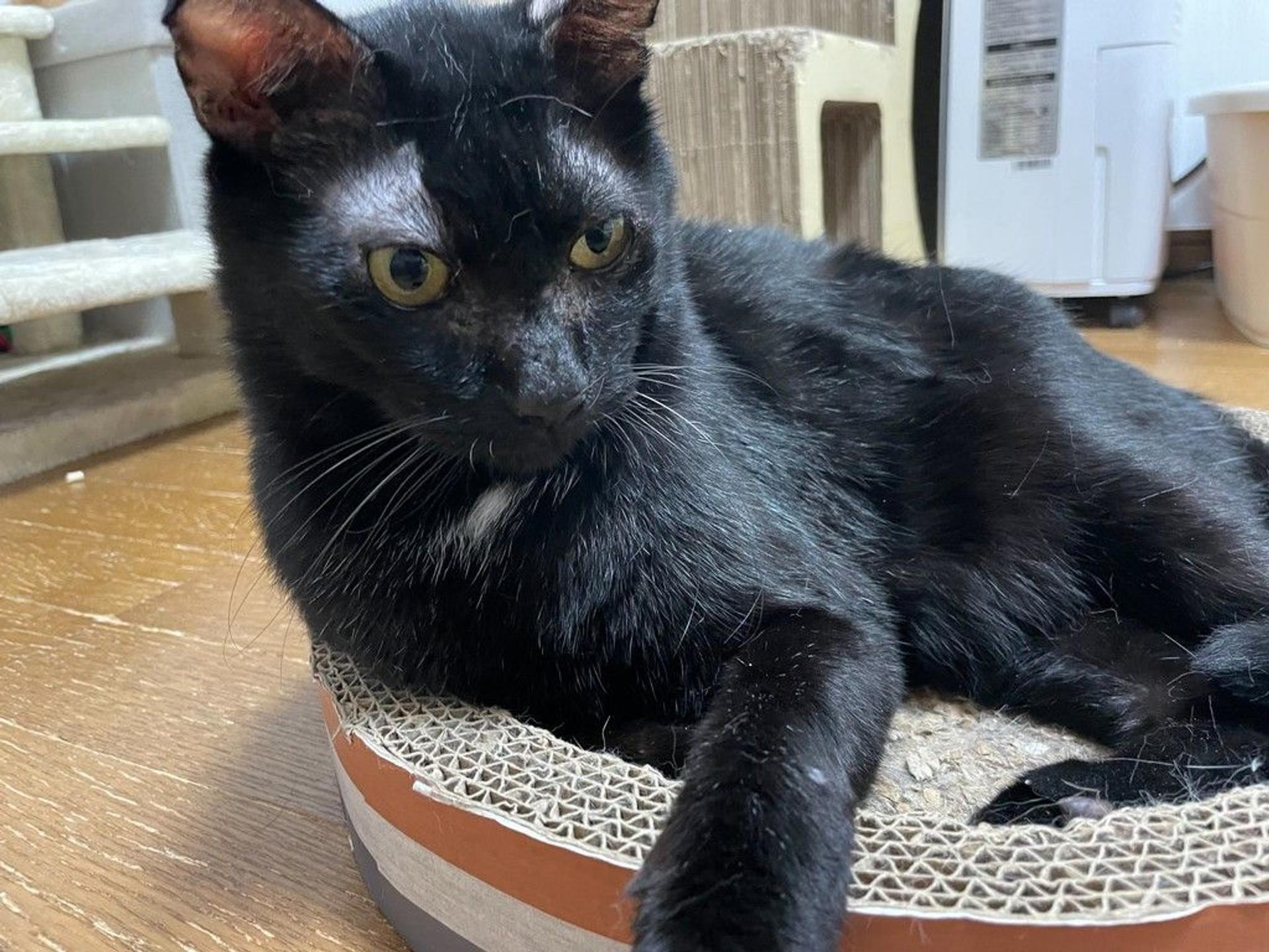pet-image-5
