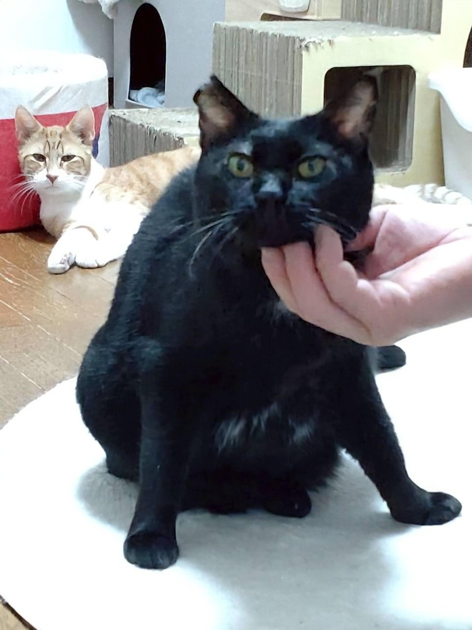 pet-image-6