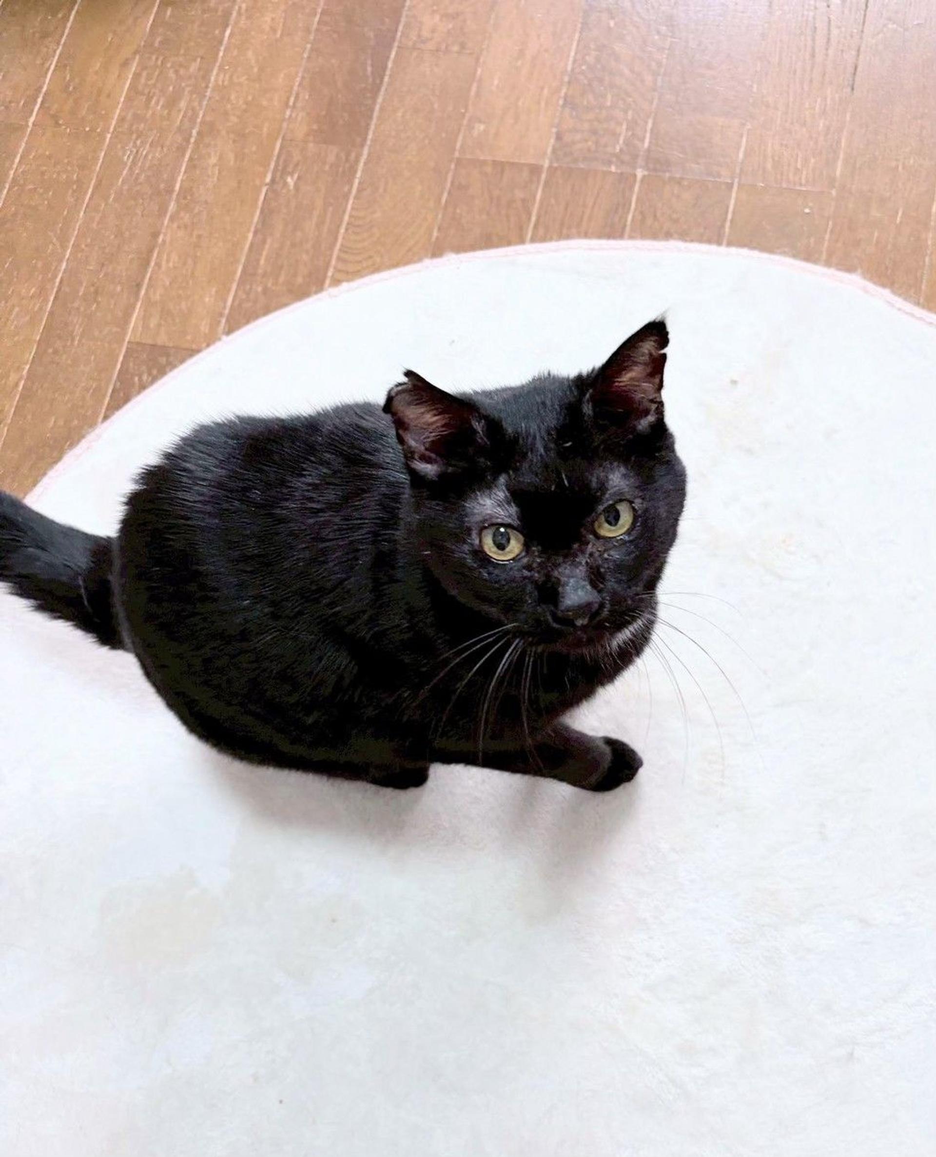 pet-image-7