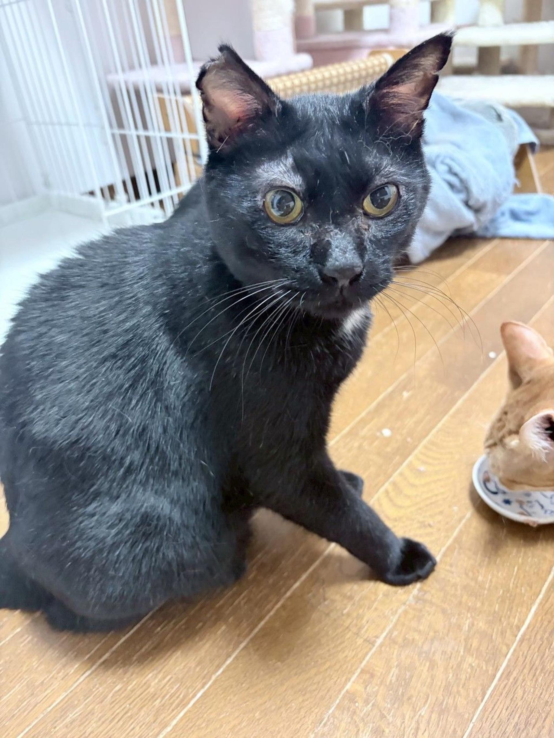 pet-image-8
