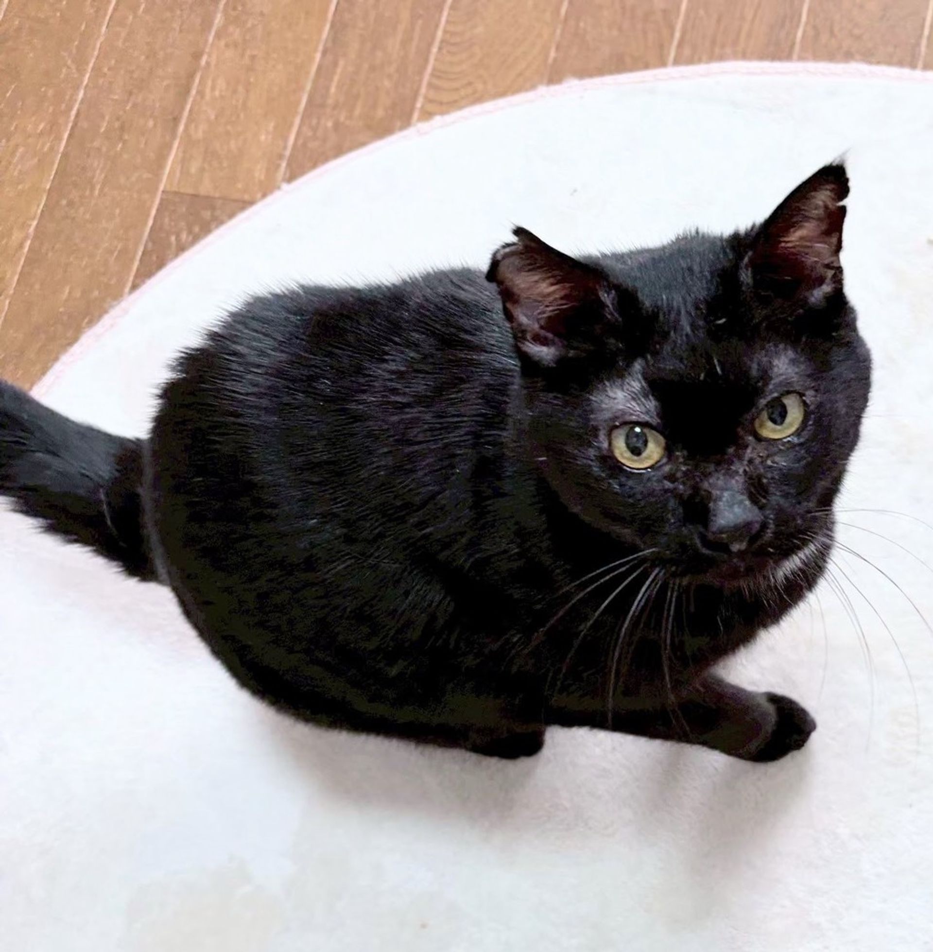 雑種（ミックス猫）・オスの里親募集の写真