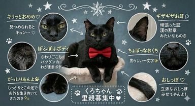 クロちゃんの写真