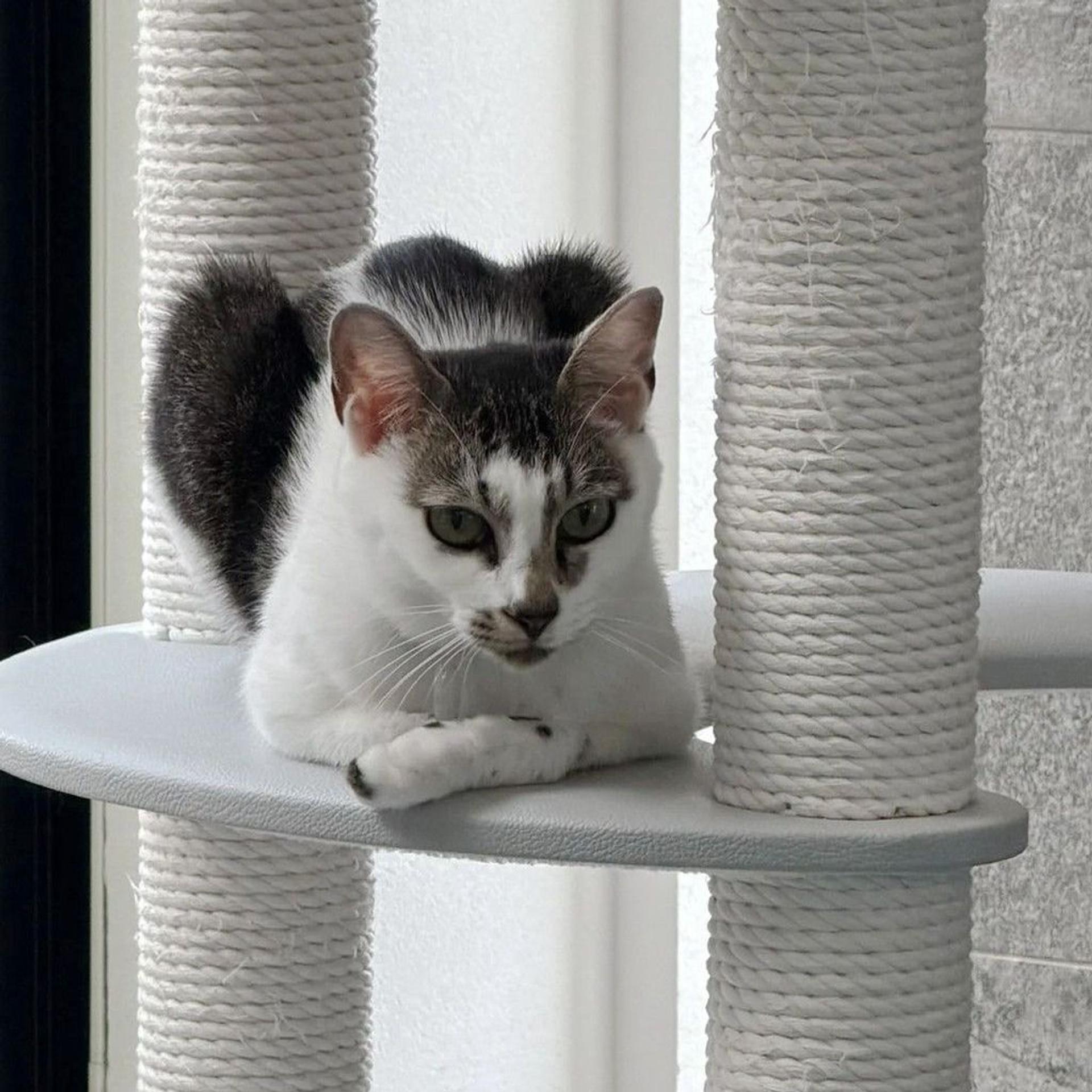 pet-image-4