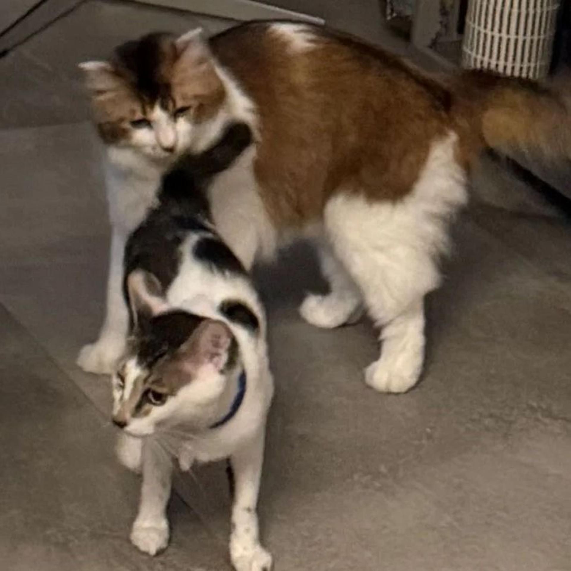 pet-image-8