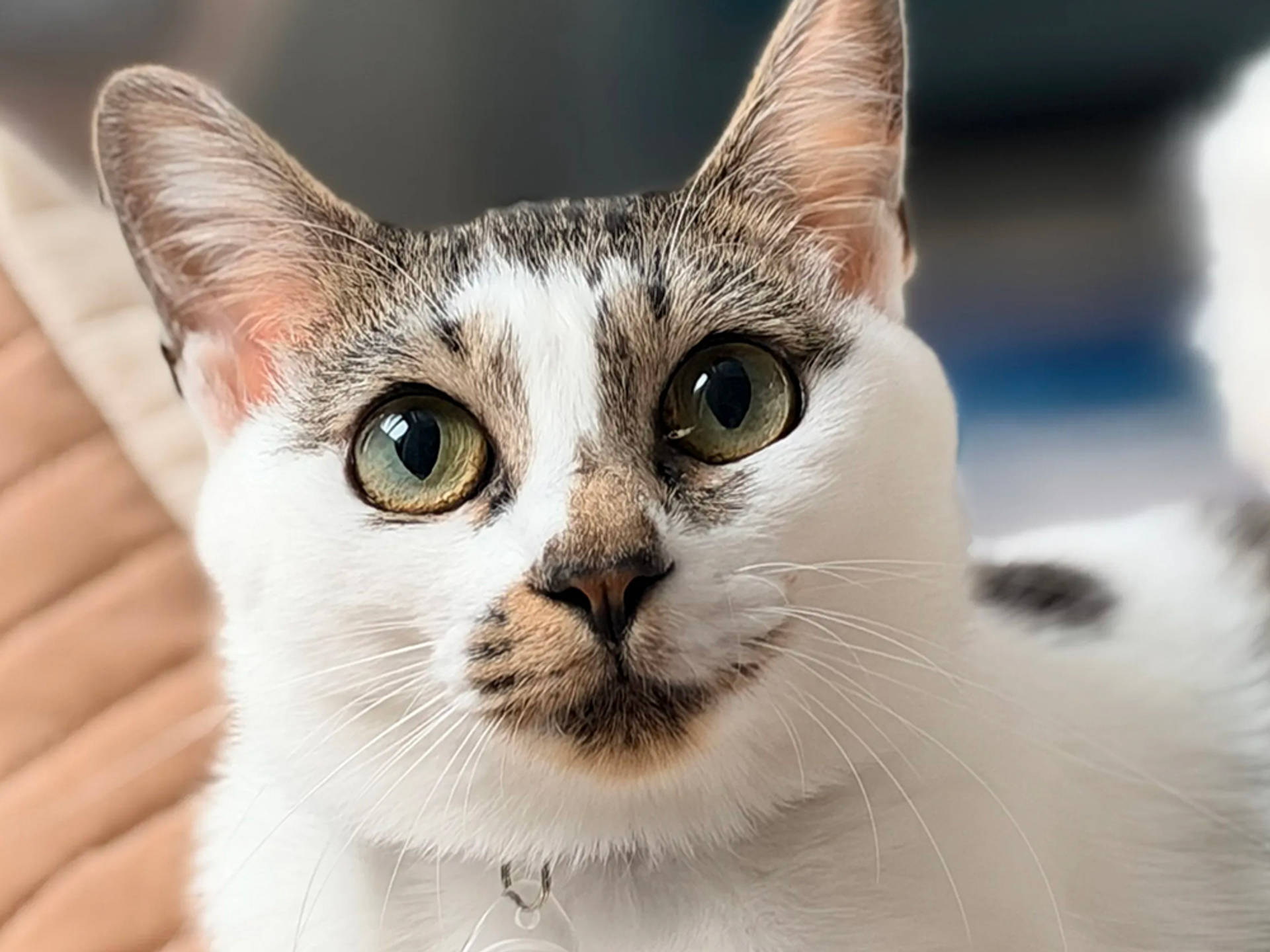 雑種（ミックス猫）・メスの里親募集の写真