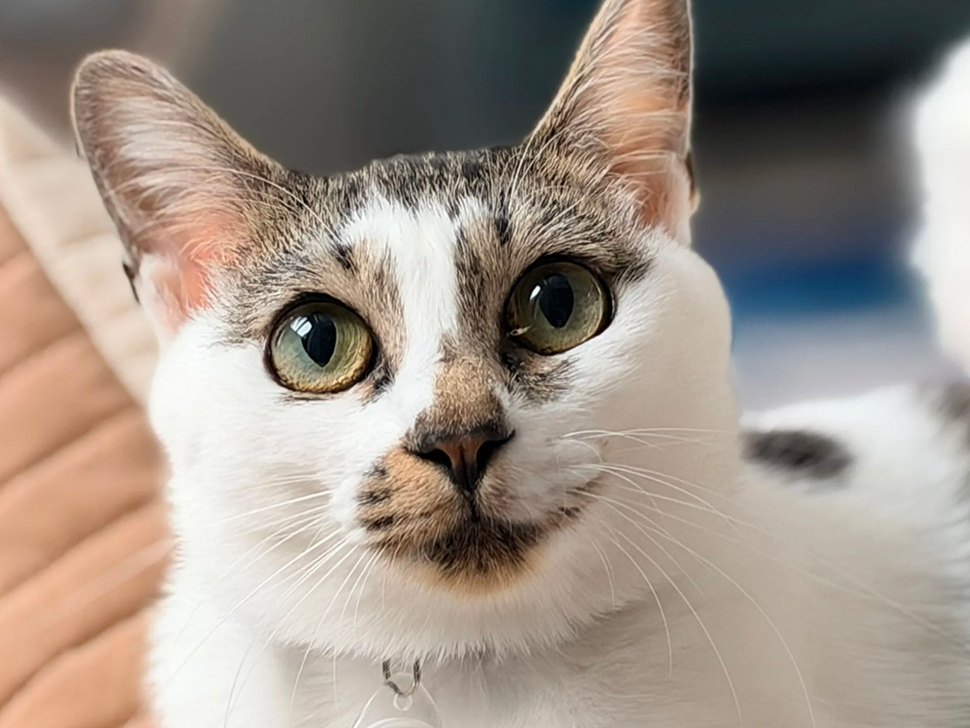 雑種（ミックス猫）・メスの里親募集の写真