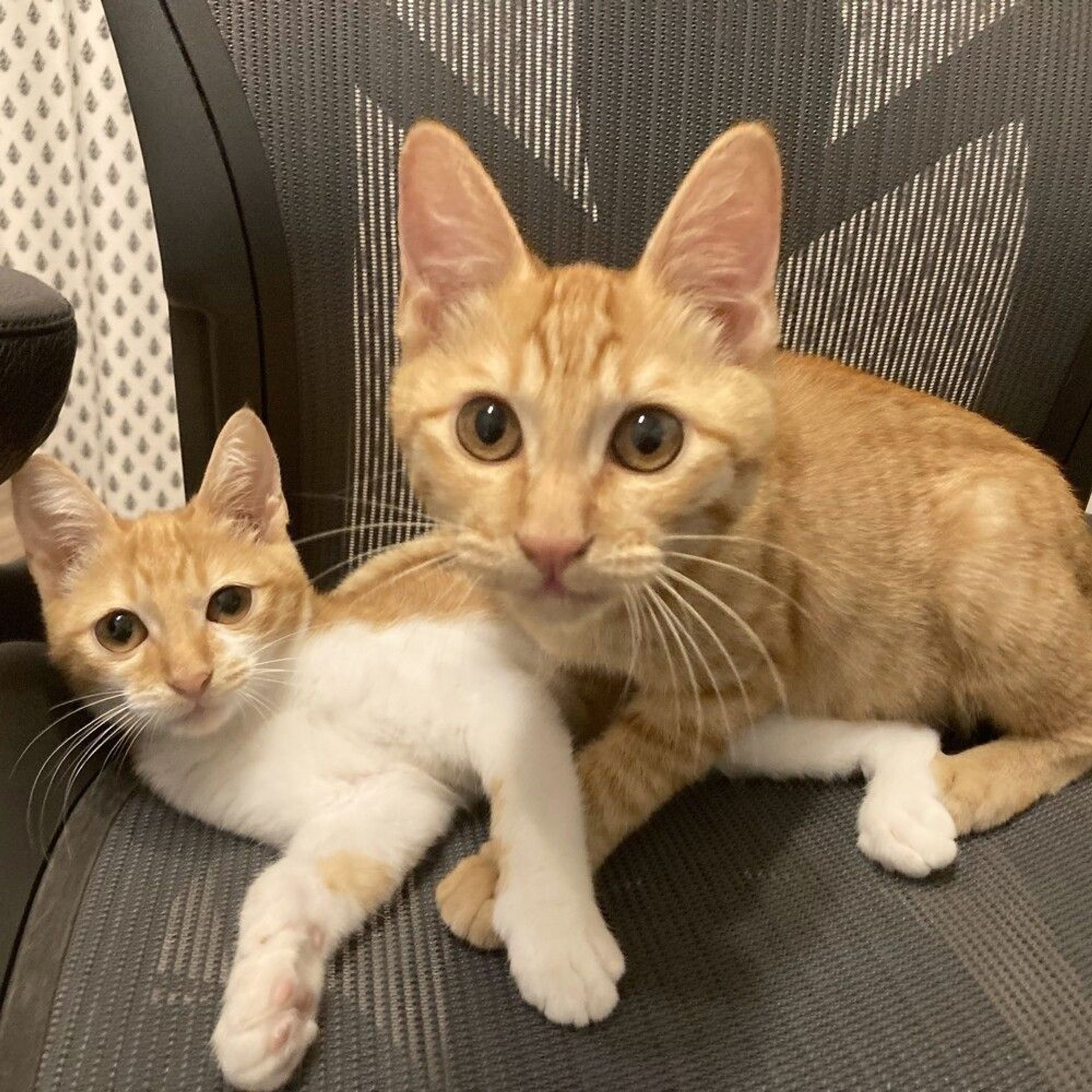 雑種（ミックス猫）・オスの里親募集の写真