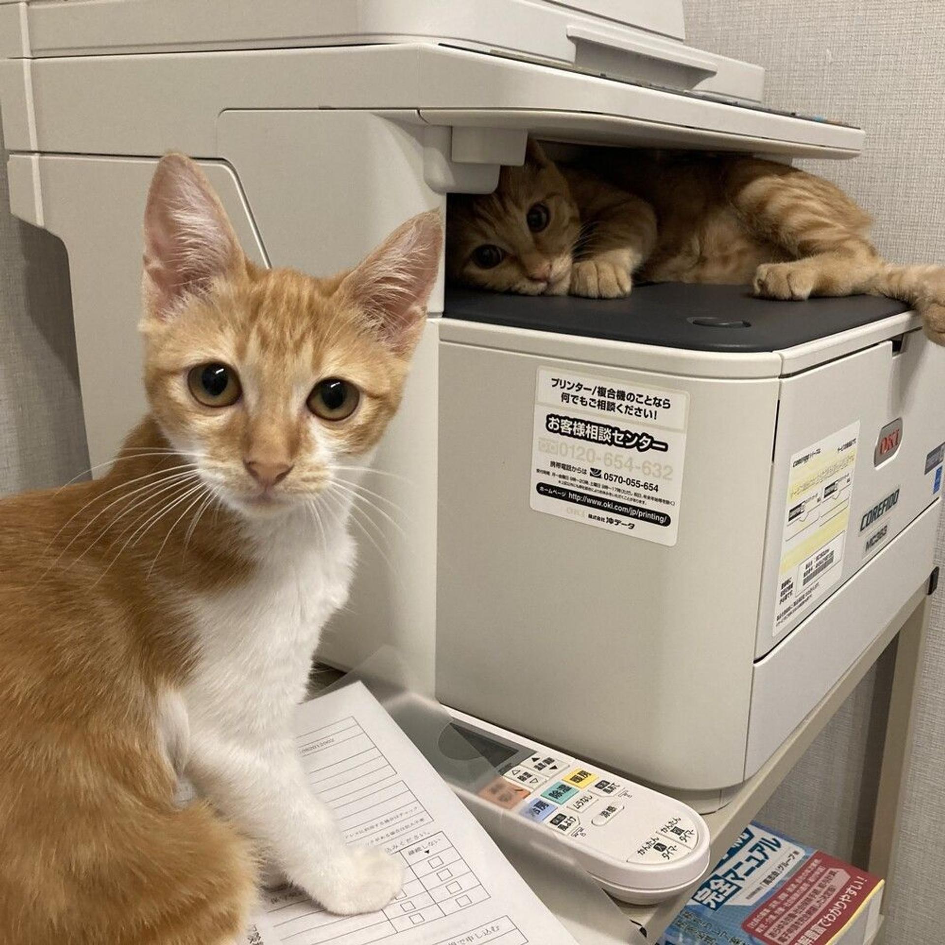 pet-image-5