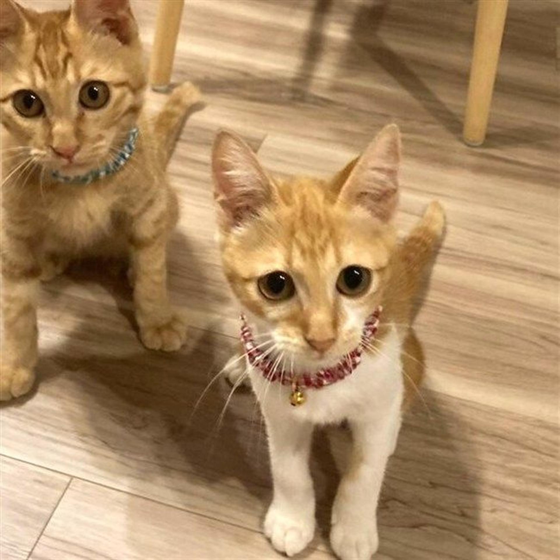 pet-image-6