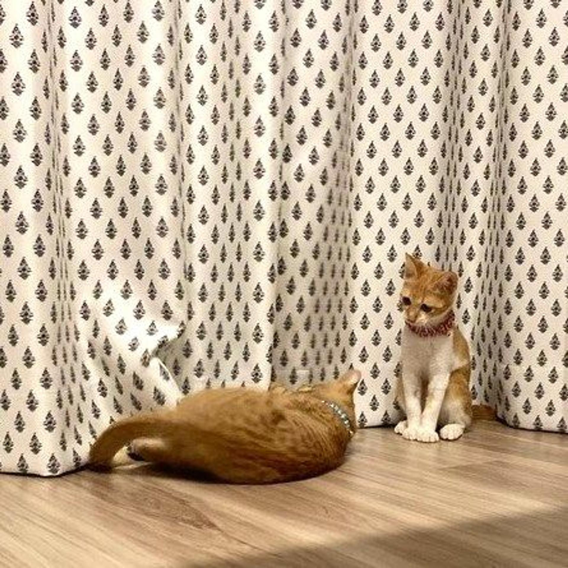 pet-image-8