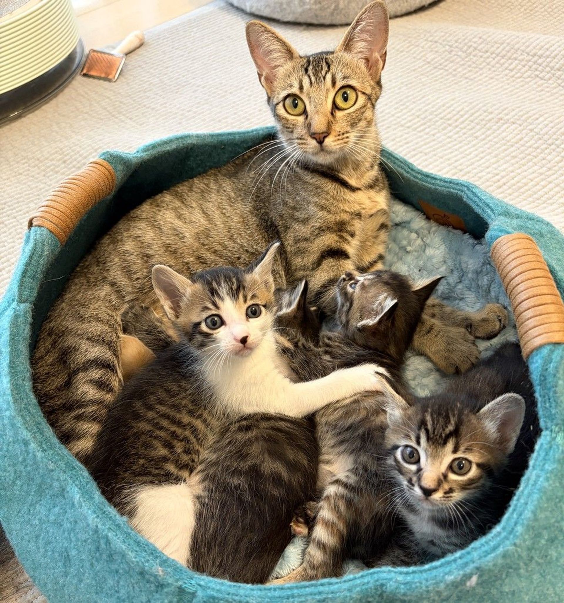雑種（ミックス猫）・メスの里親募集の写真
