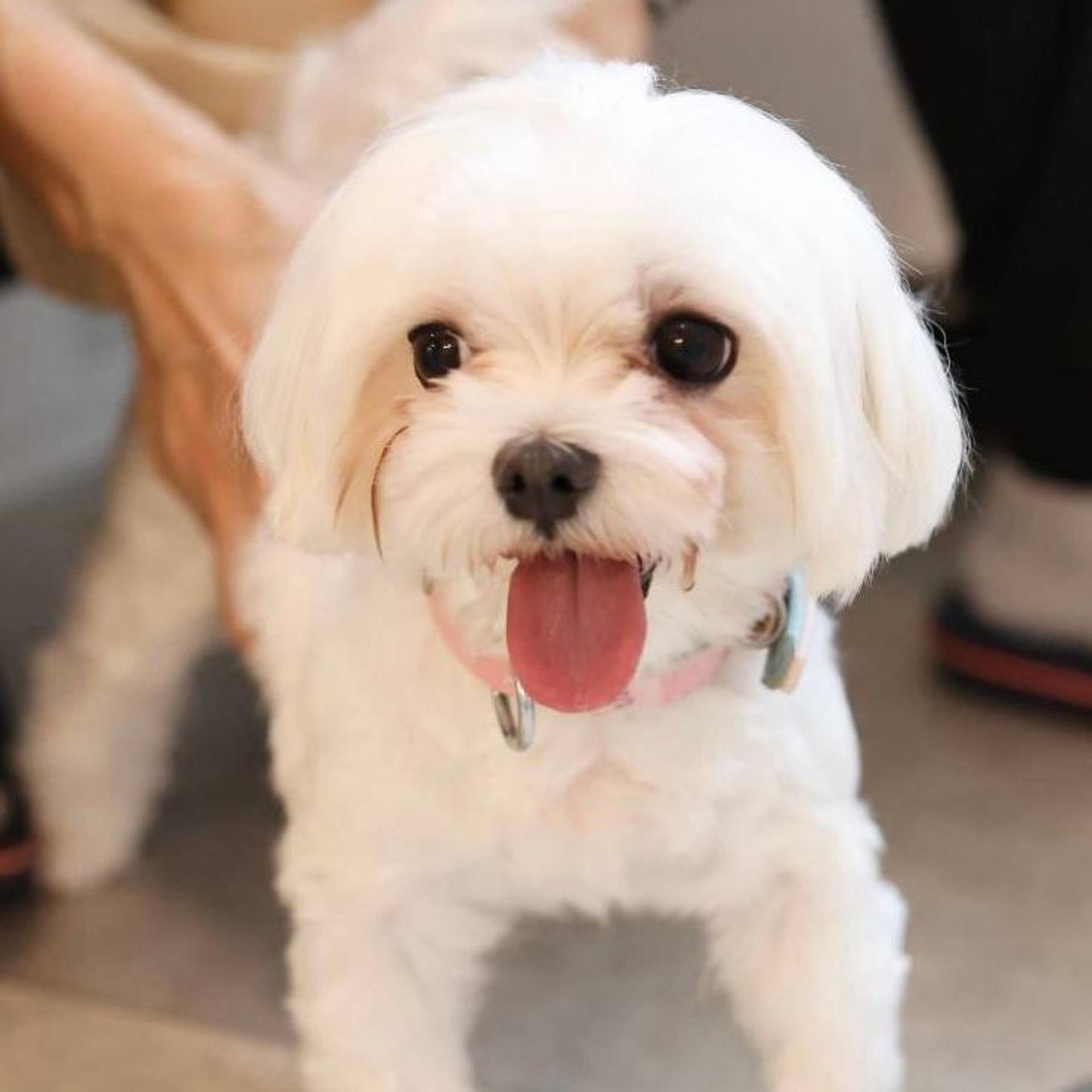pet-image-5
