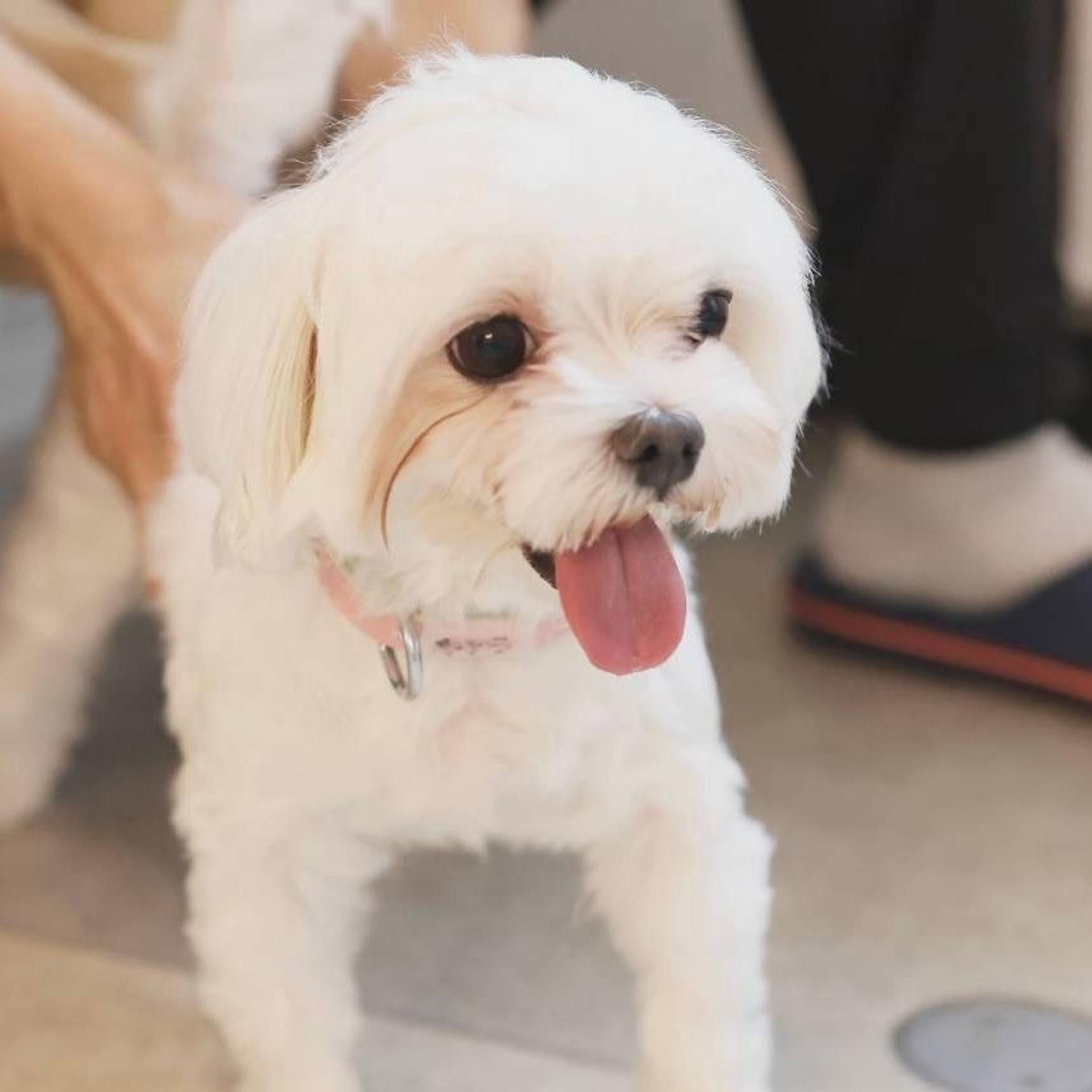 pet-image-6