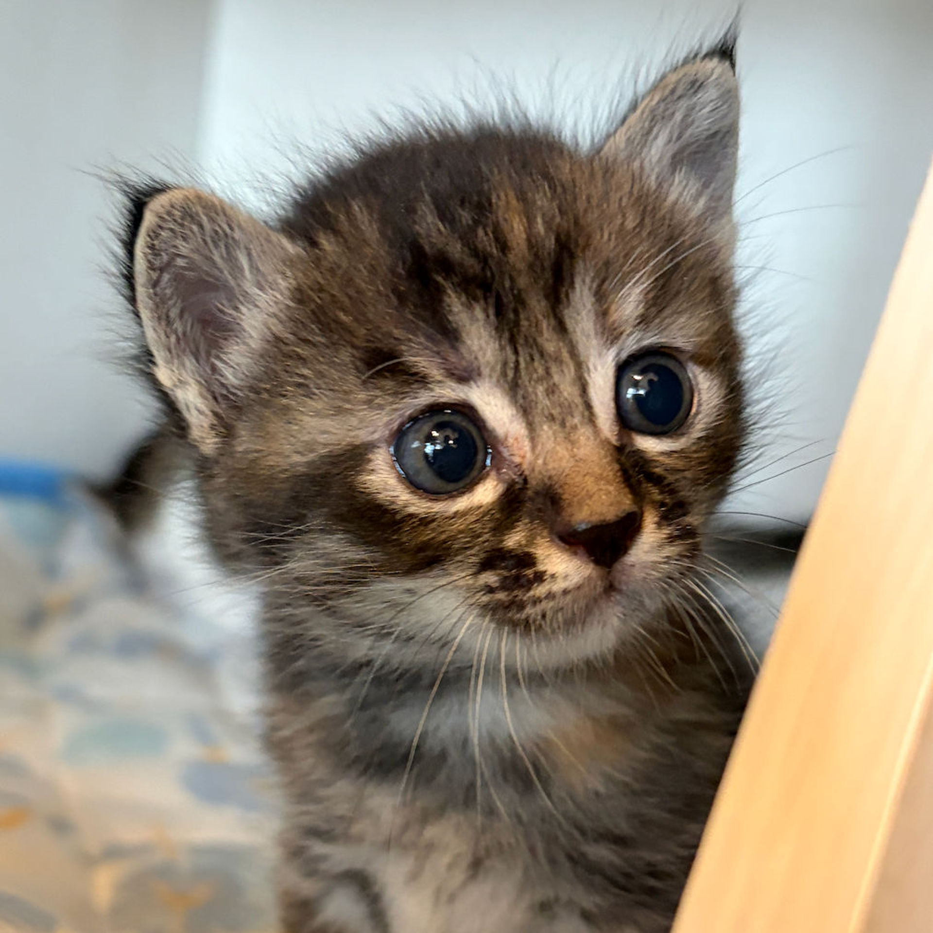 雑種（ミックス猫）・メスの里親募集の写真